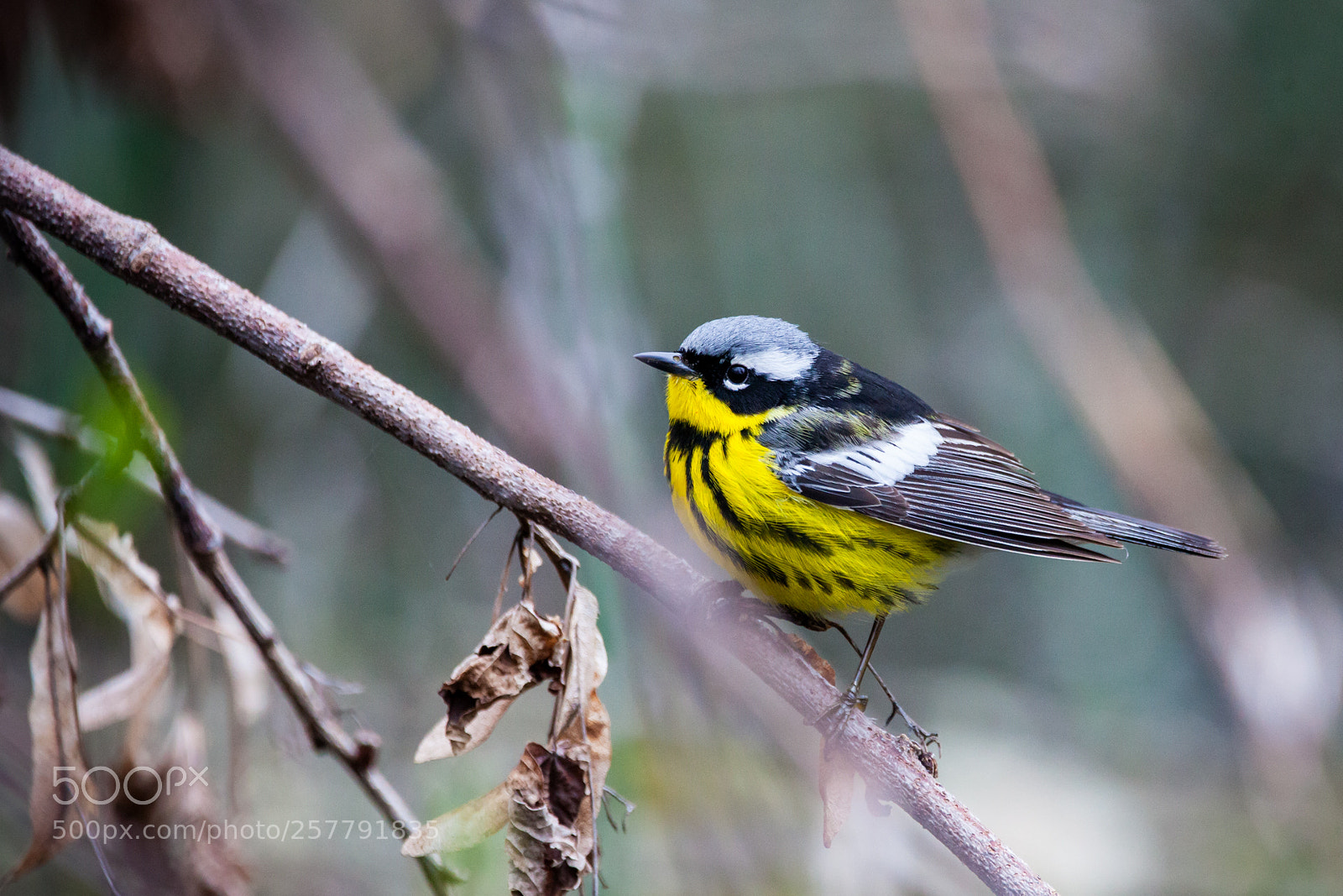 Canon EOS 5D Mark II sample photo. Magnolia warbler photography