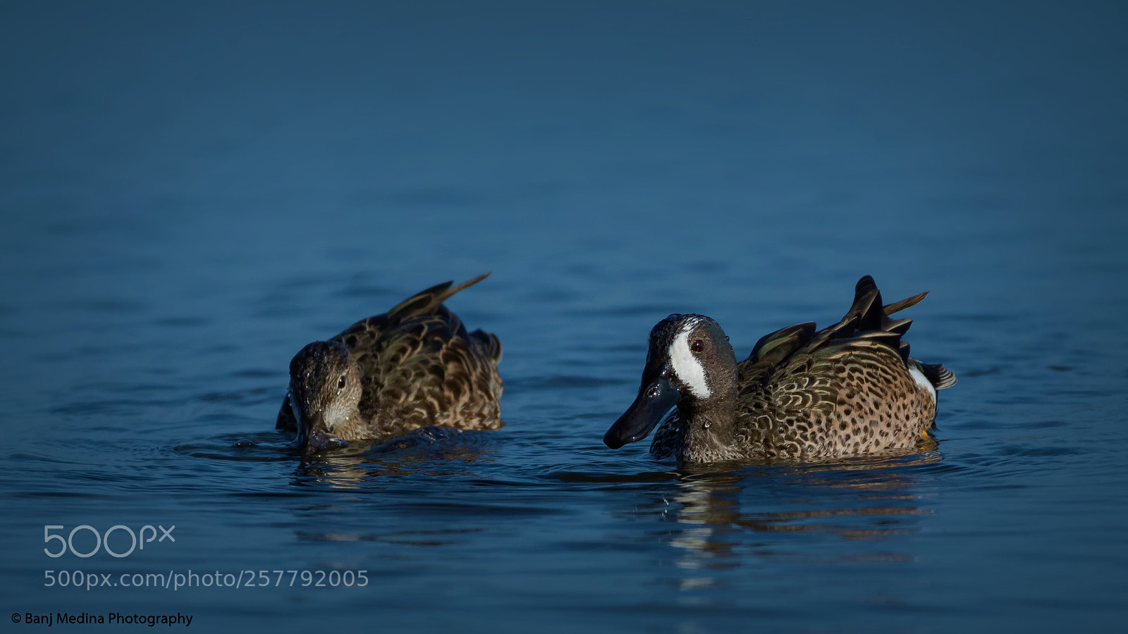 Nikon D500 sample photo. Blue-winged teal photography