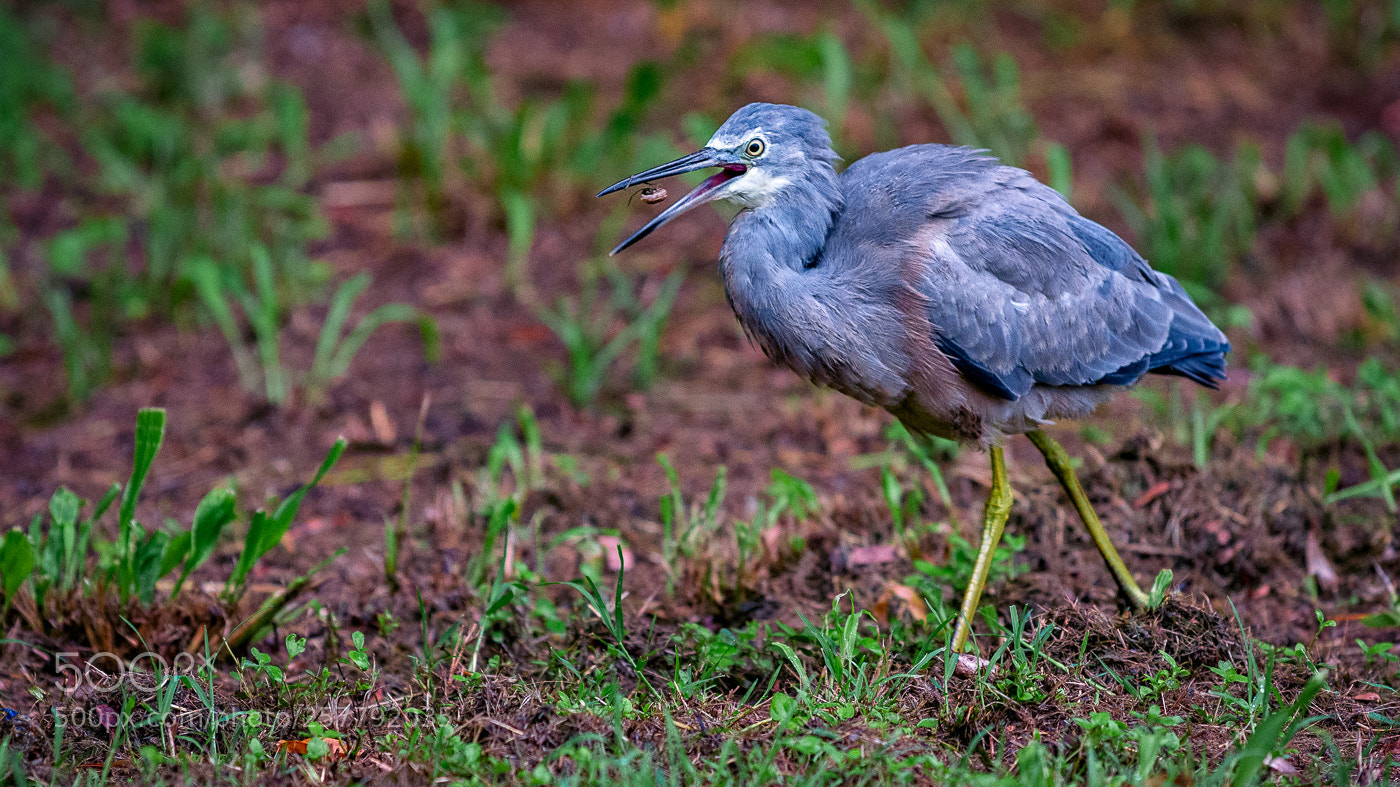 Nikon D500 sample photo. White faced heron photography