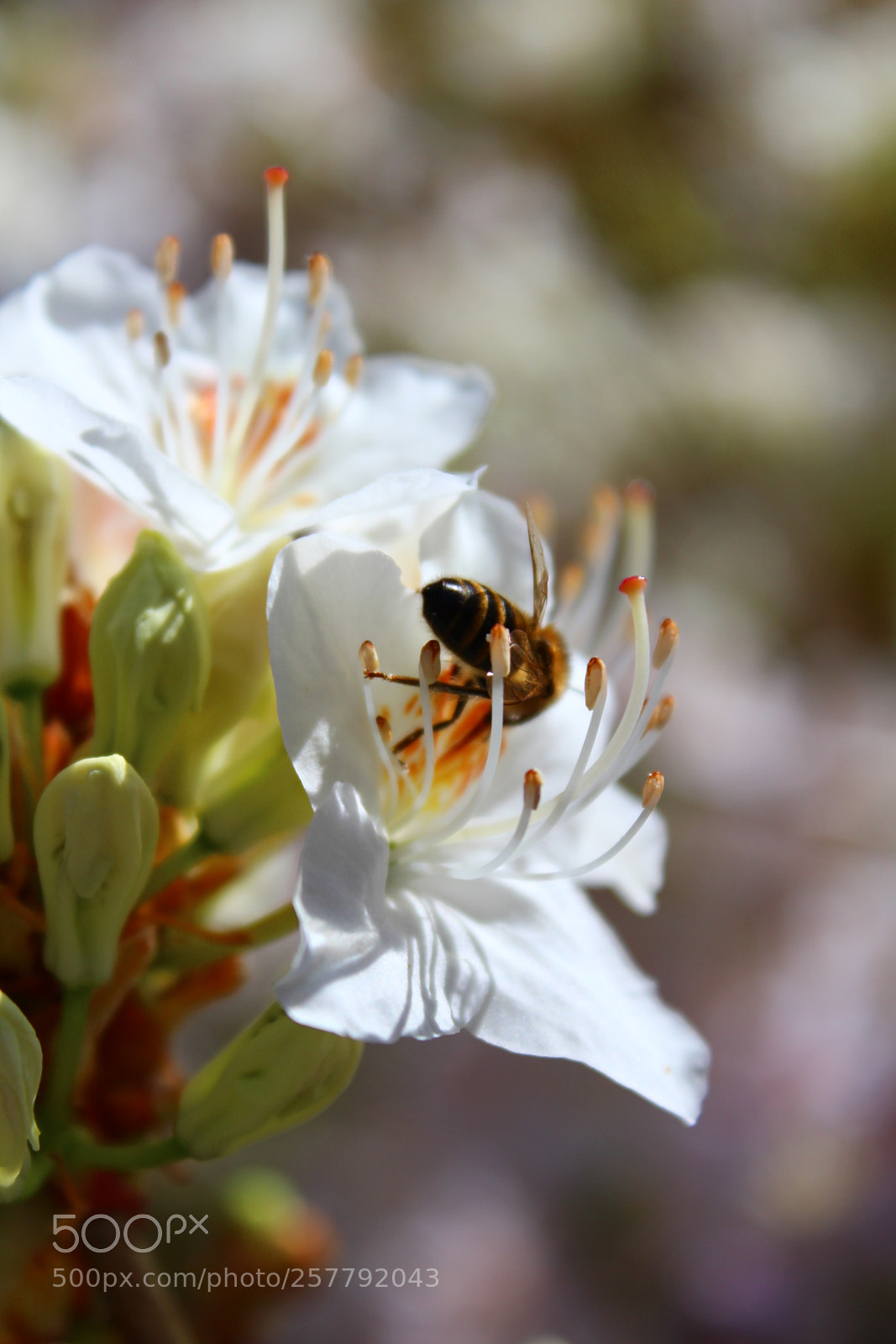 Canon EOS 700D (EOS Rebel T5i / EOS Kiss X7i) sample photo. Spring bee photography