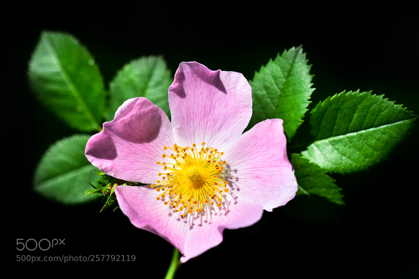Nikon D7200 sample photo. 14.01.2018 - 4 photography