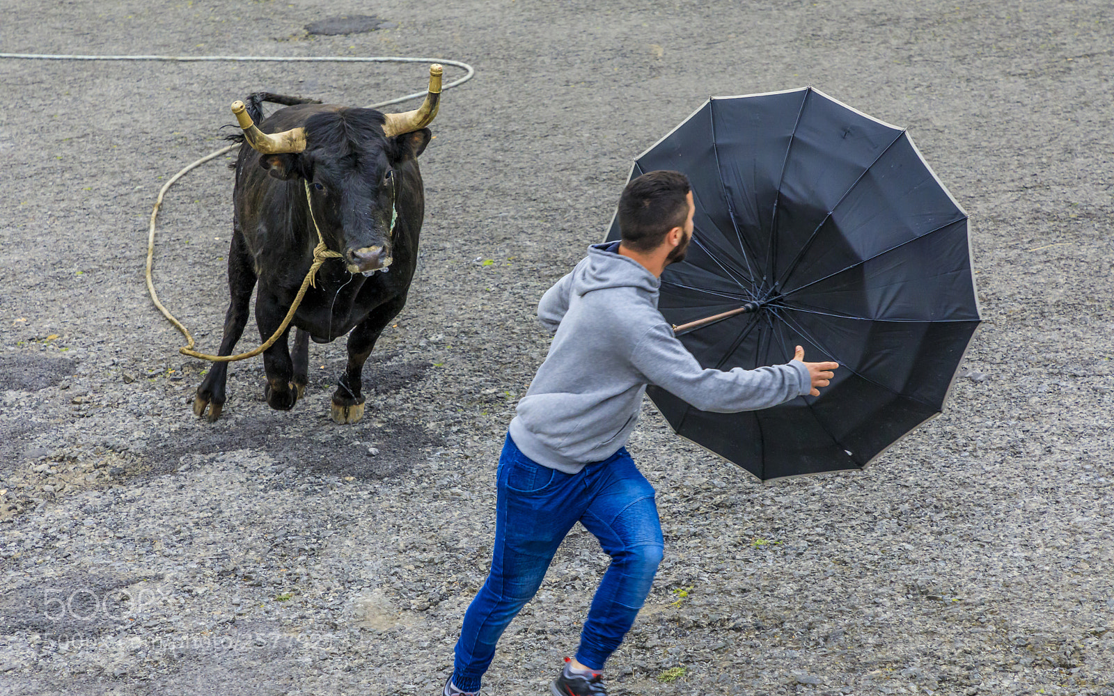 Canon EOS 5D Mark IV sample photo. A ores-terceira-ribeirinha-bullfight on a photography