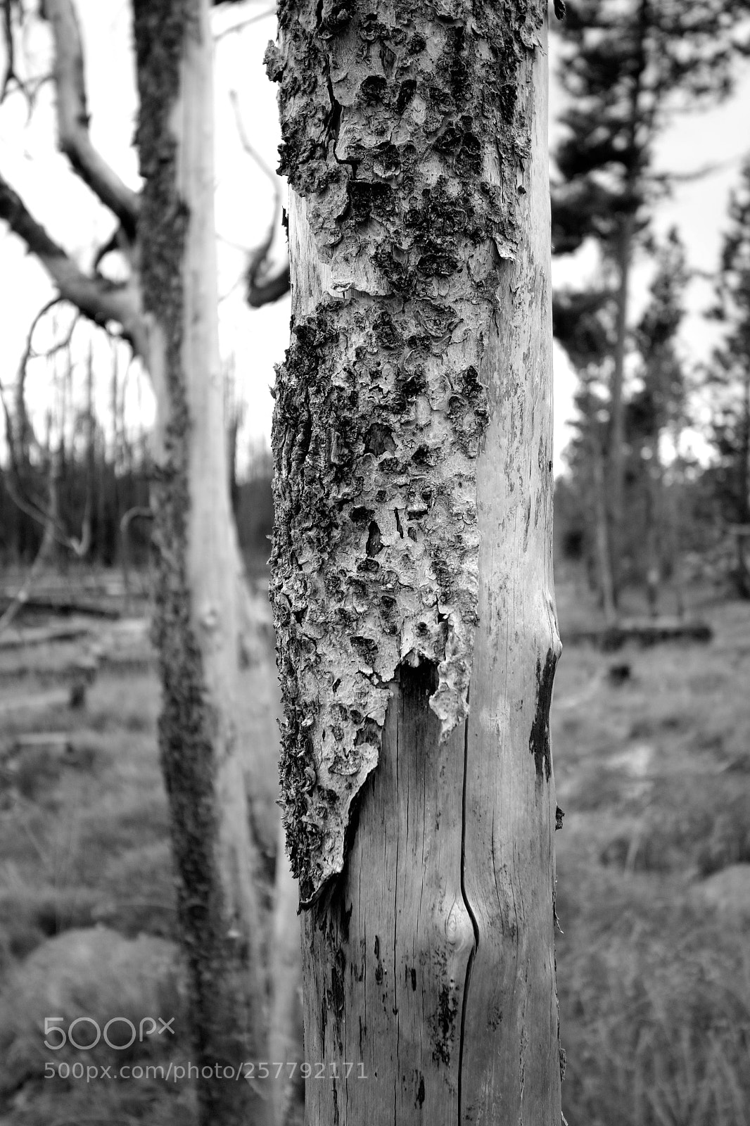 Canon EOS 70D sample photo. Burnt tree in yellowstone photography