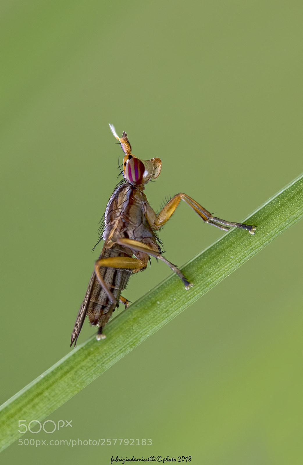 Canon EOS 7D Mark II sample photo. Limnia unguicornis photography