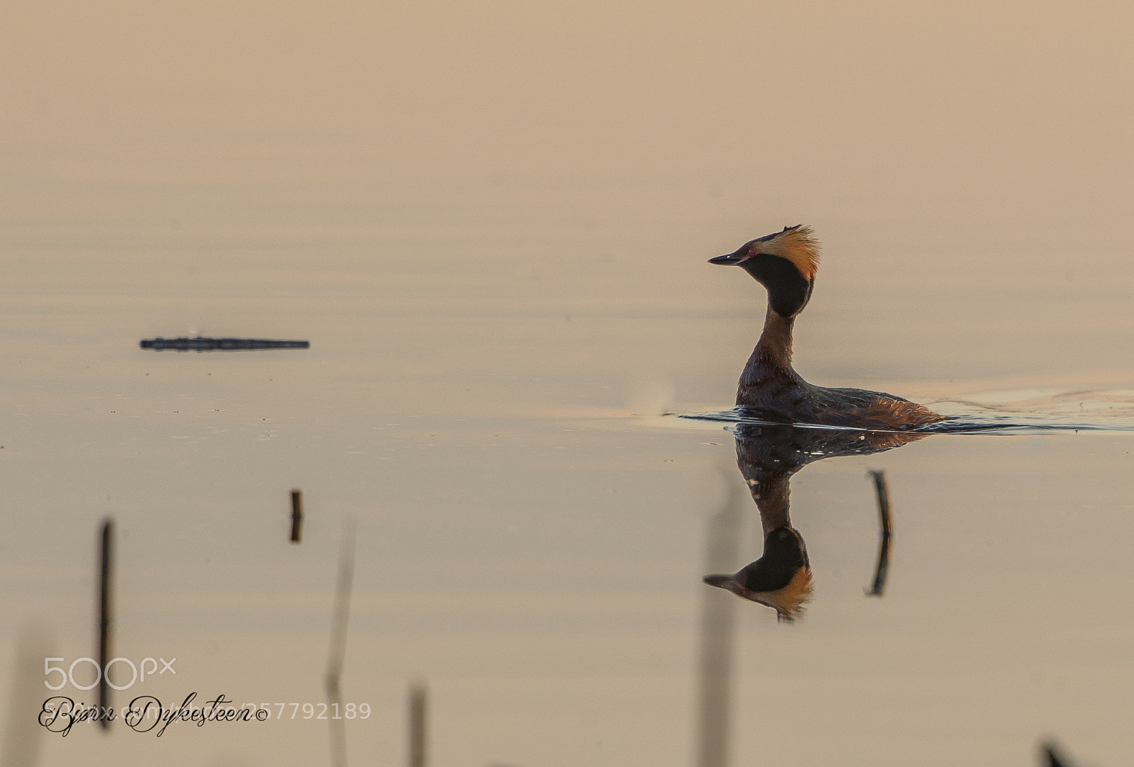 Canon EOS-1D X Mark II sample photo. Slavonian grebe photography