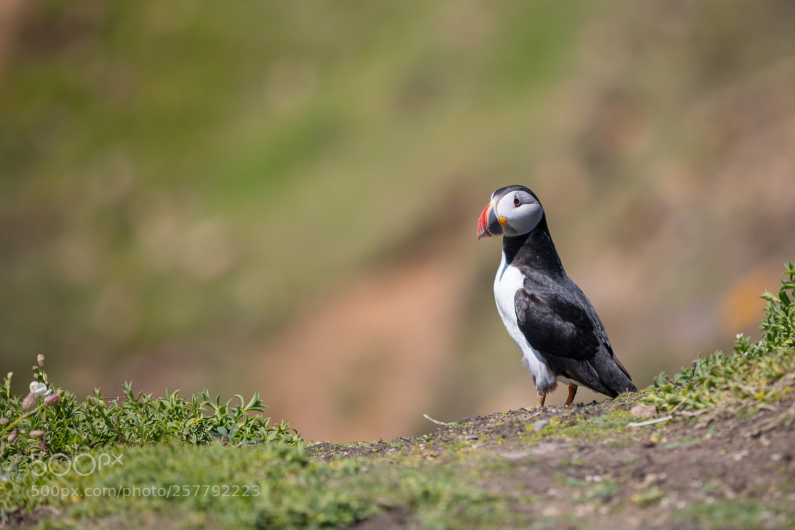 Canon EOS 5D Mark IV sample photo. Atlantic puffin photography