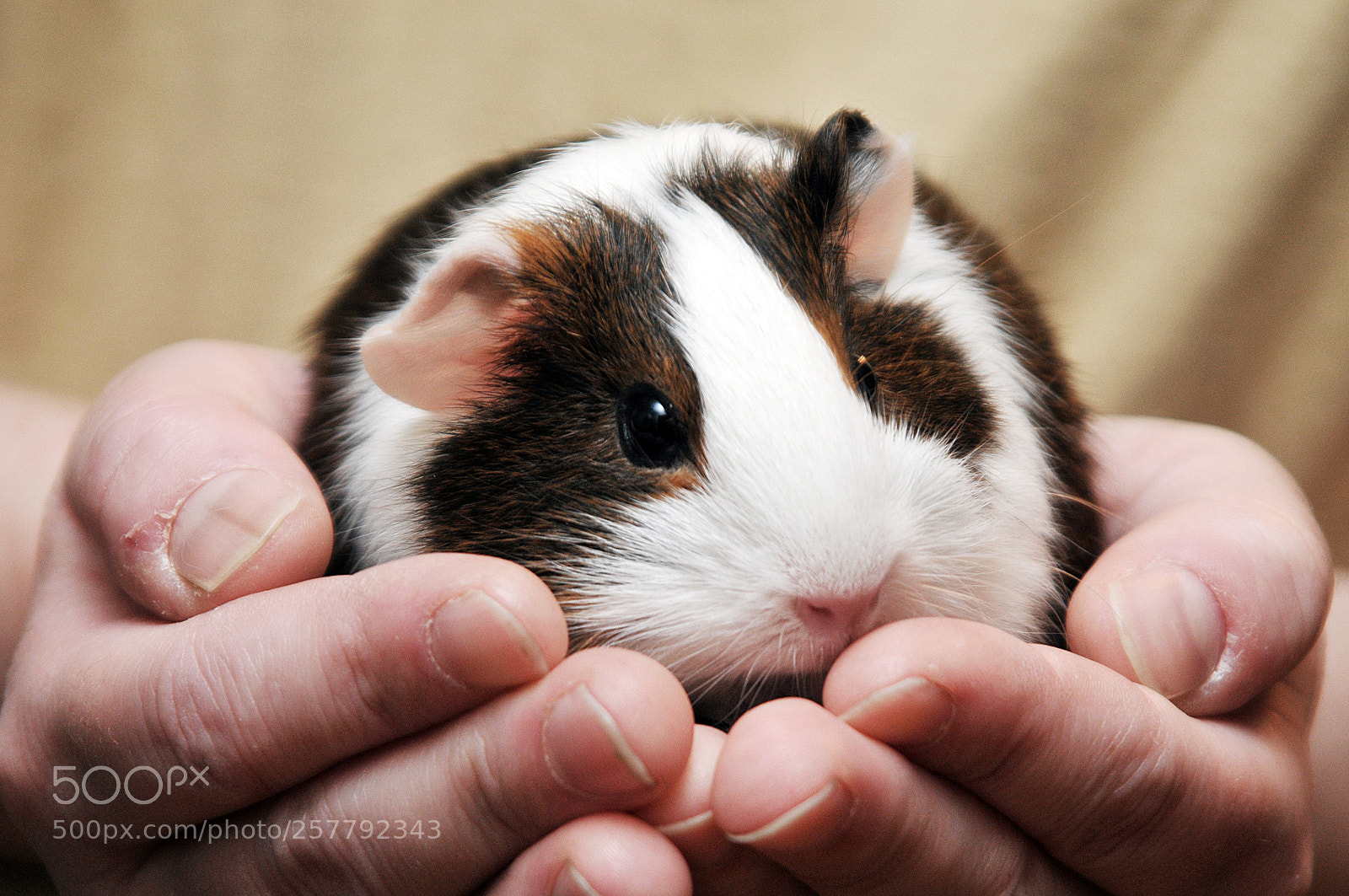 Nikon D300 sample photo. Holding a guinea pig photography