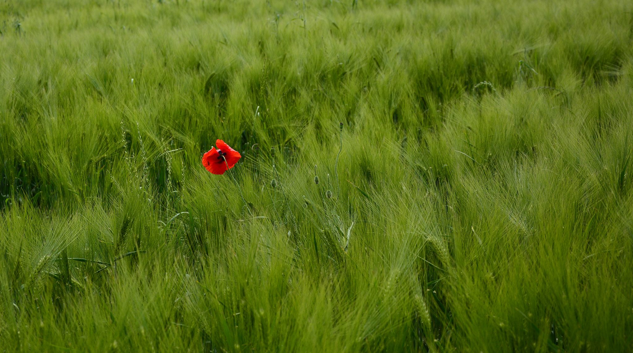 Nikon D7100 sample photo. Poppies photography