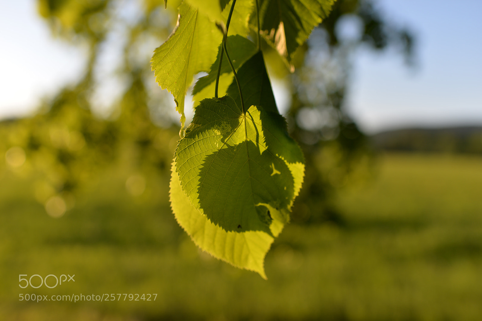 Nikon Df sample photo. Angry leaves photography