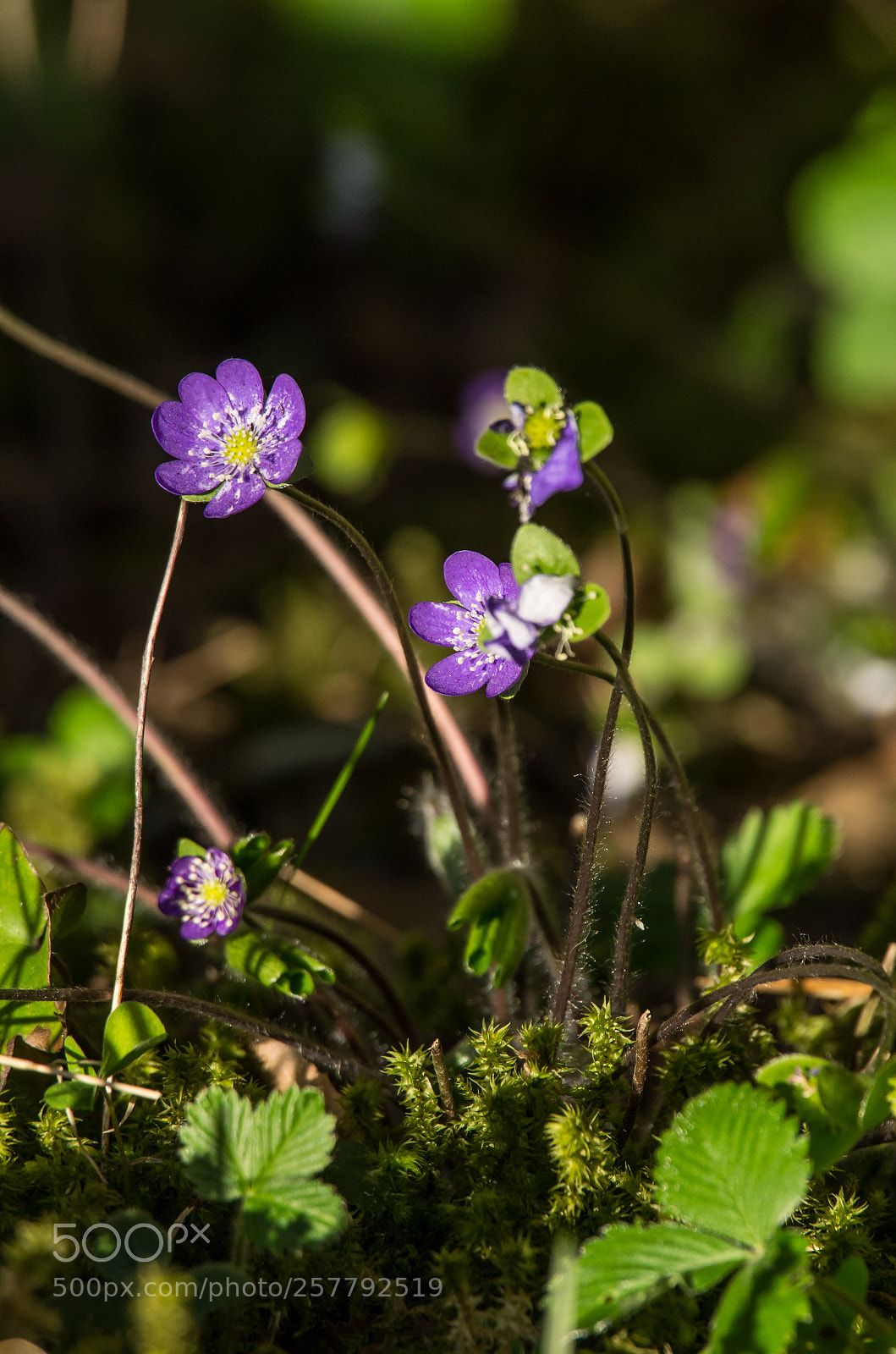 Pentax K-5 sample photo. Untitled photography