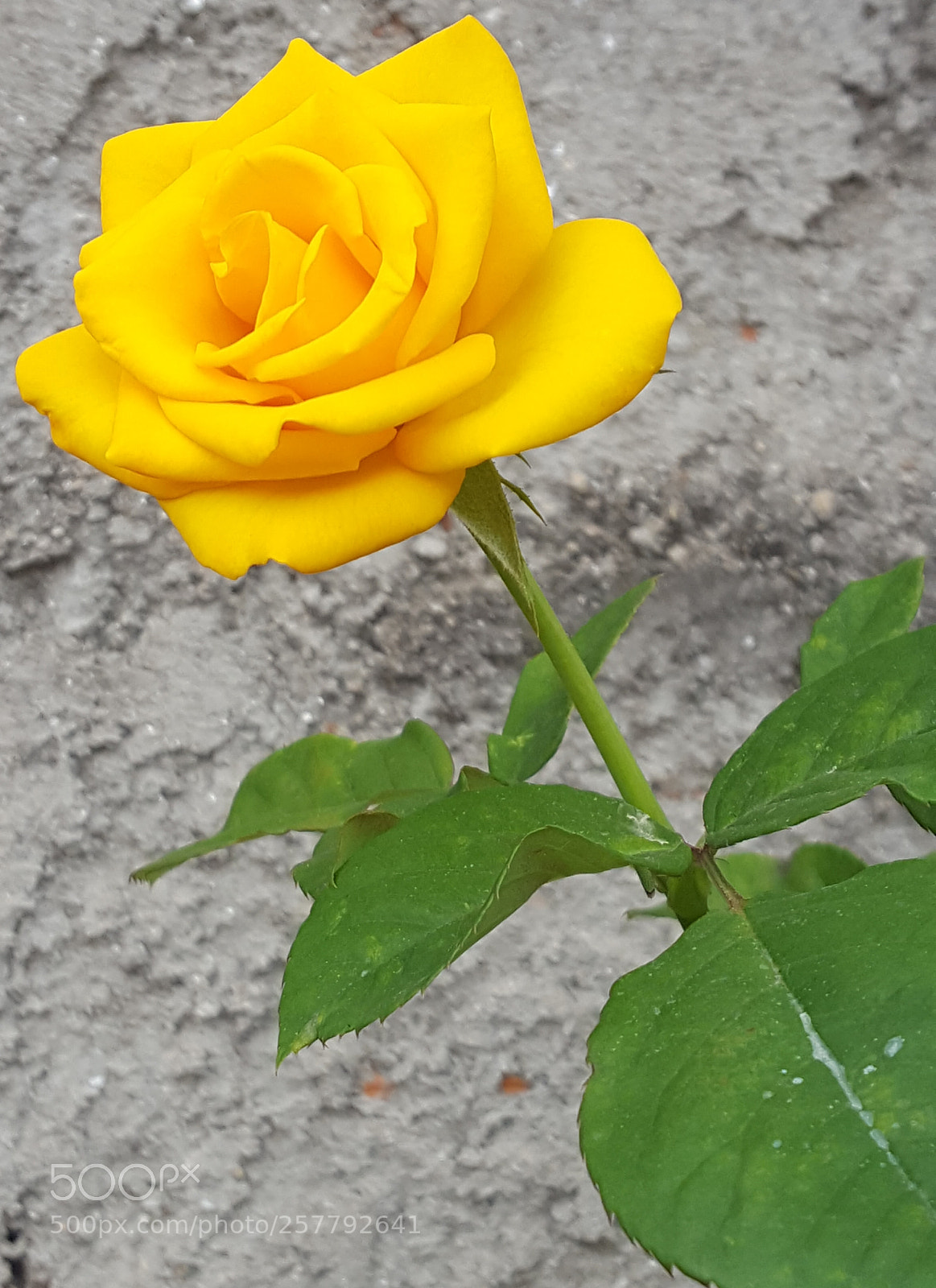Samsung Galaxy S6 sample photo. Untitled photography