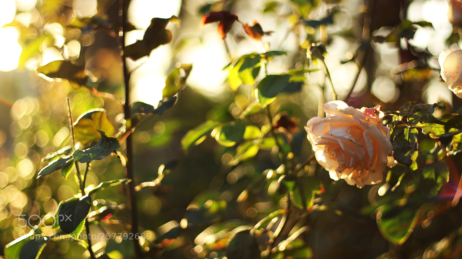 Canon EOS 700D (EOS Rebel T5i / EOS Kiss X7i) sample photo. Img photography
