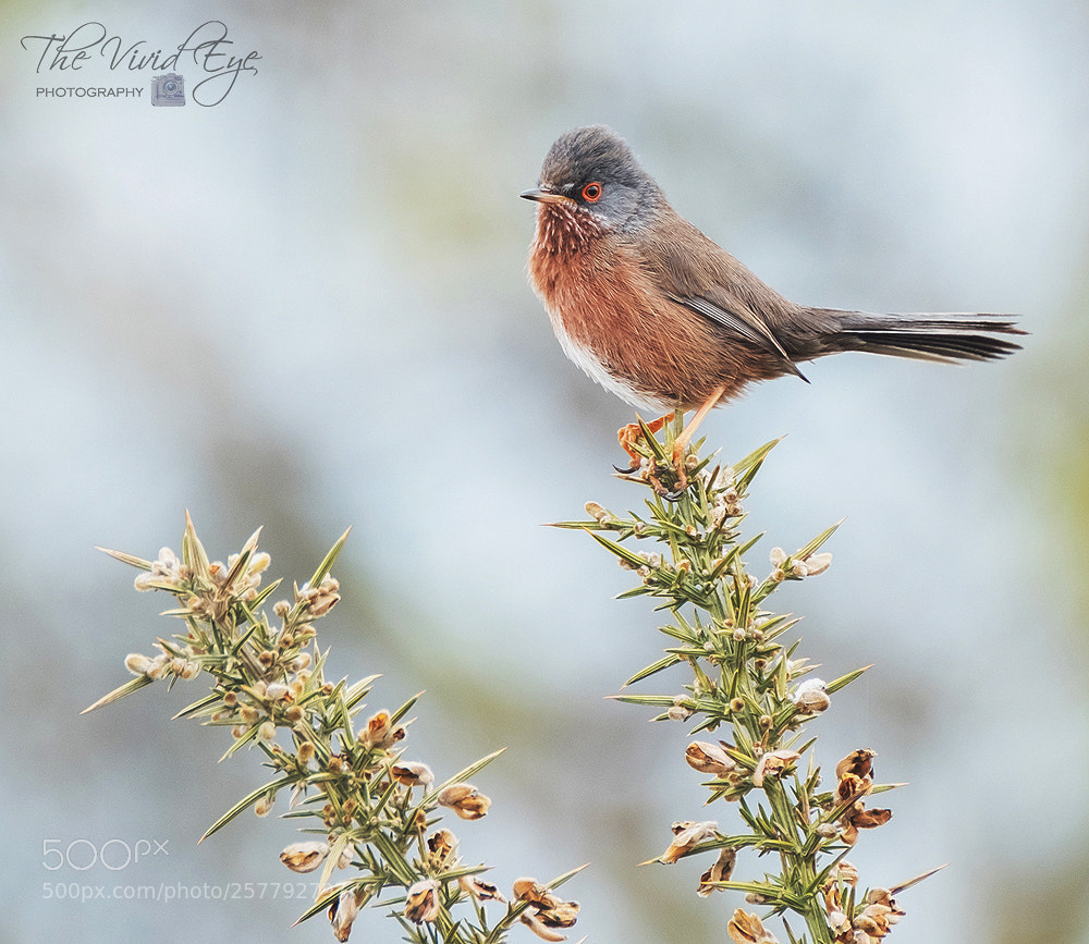 Fujifilm X-T2 sample photo. Dartford warbler photography