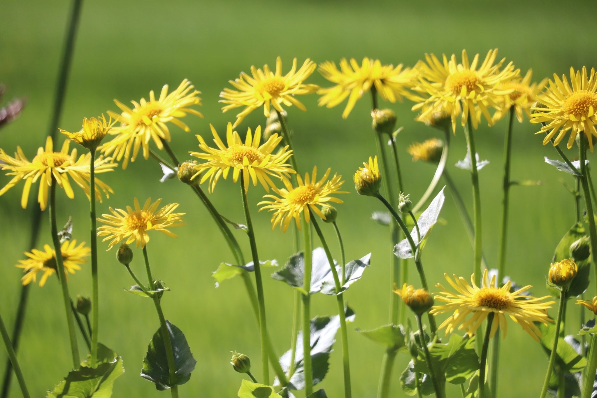 Canon EF-S 55-250mm F4-5.6 IS STM sample photo. Img photography