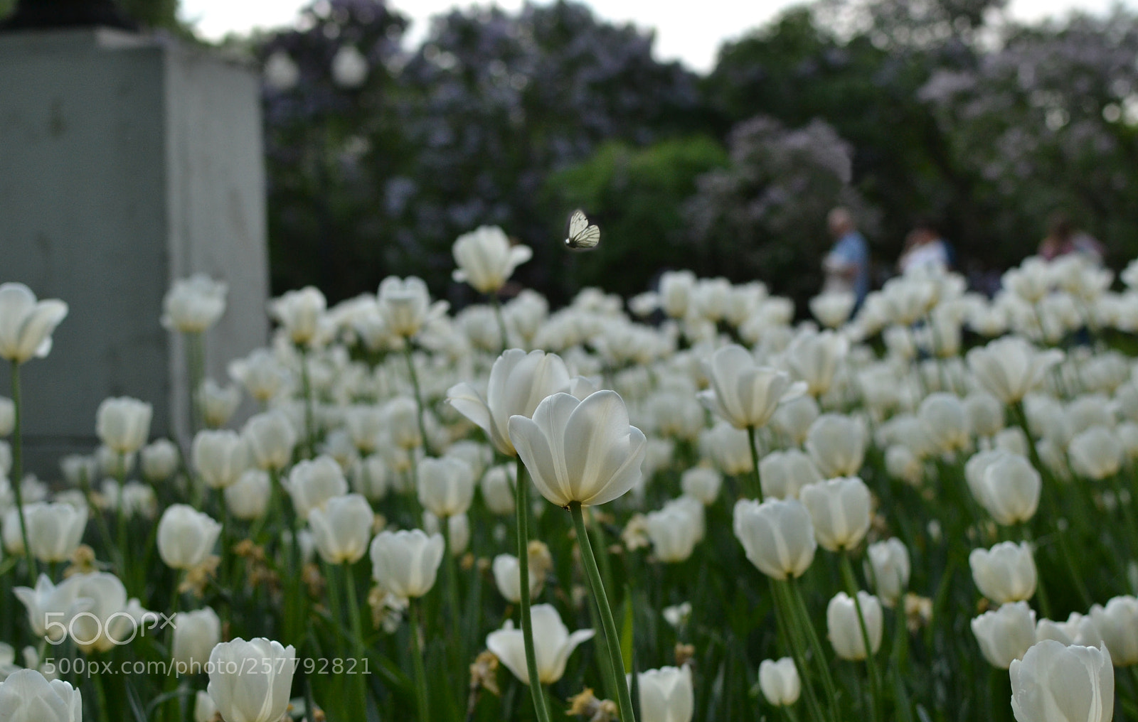 Nikon D3100 sample photo. Garden photography