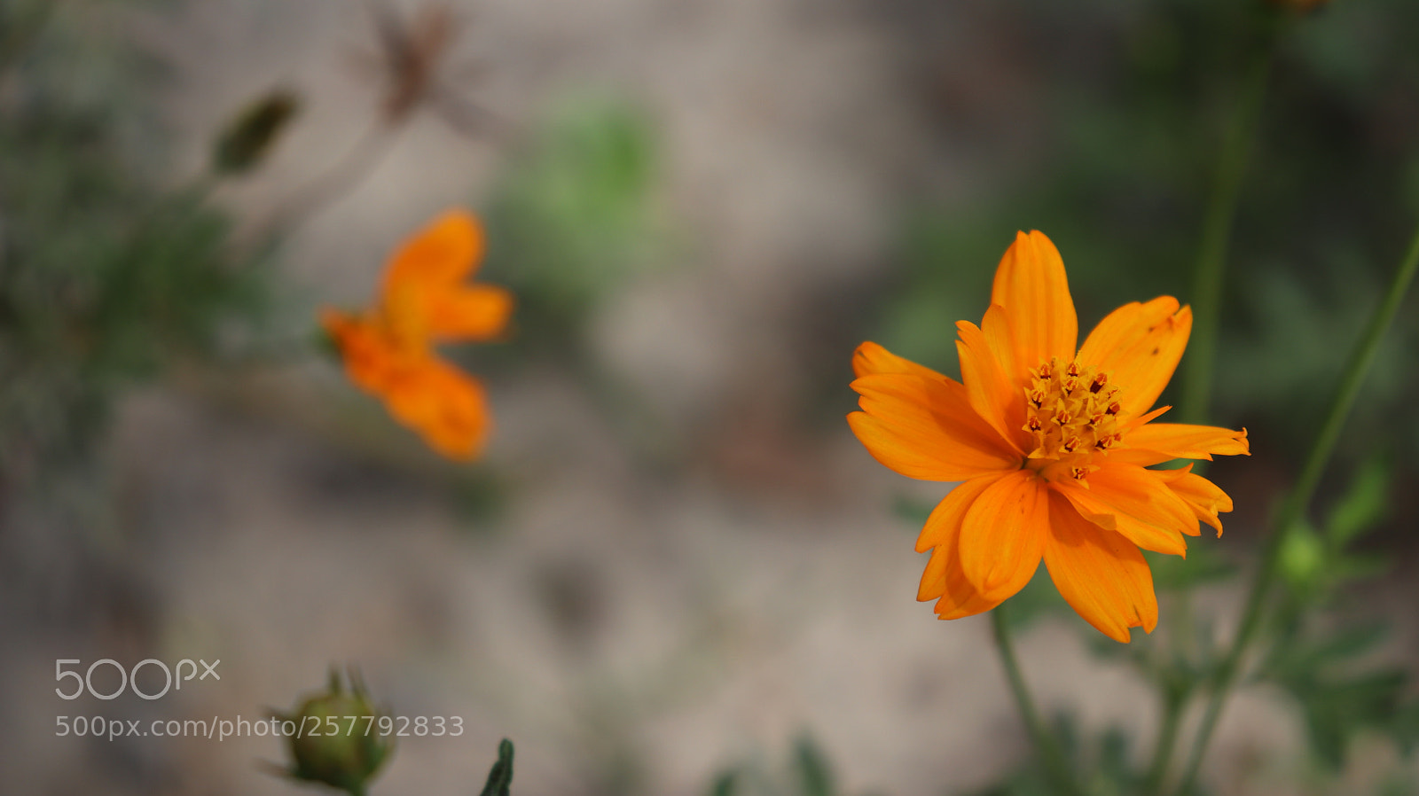 Canon EOS 800D (EOS Rebel T7i / EOS Kiss X9i) sample photo. Orange flower photography