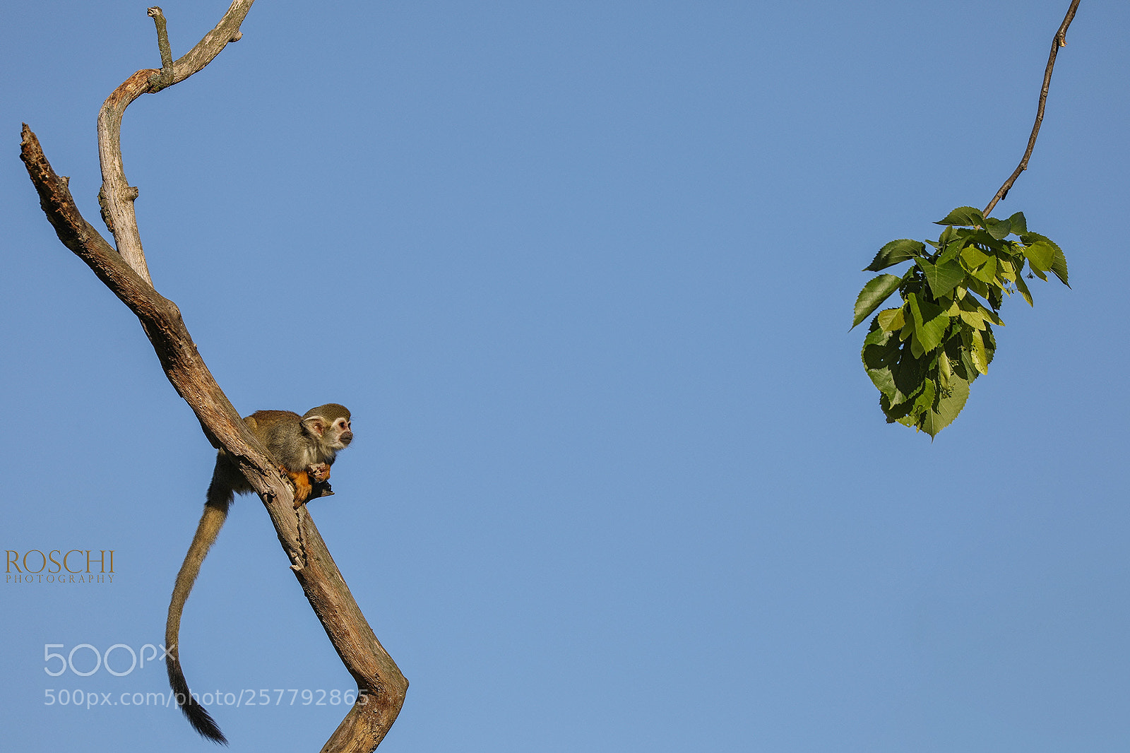 Canon EOS 5D Mark IV sample photo. Kotul photography