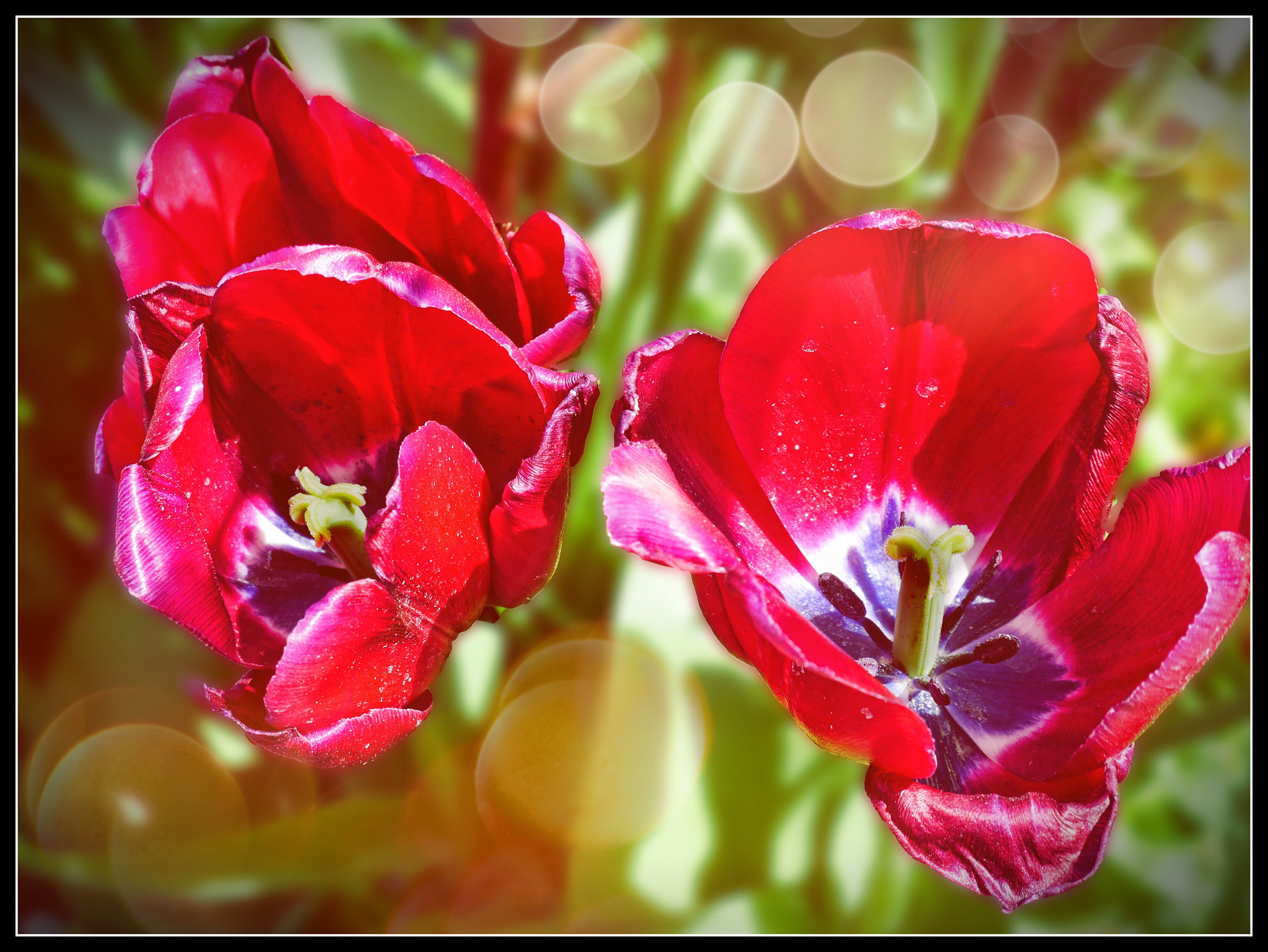 Panasonic Lumix DMC-G85 (Lumix DMC-G80) sample photo. Red tulips photography