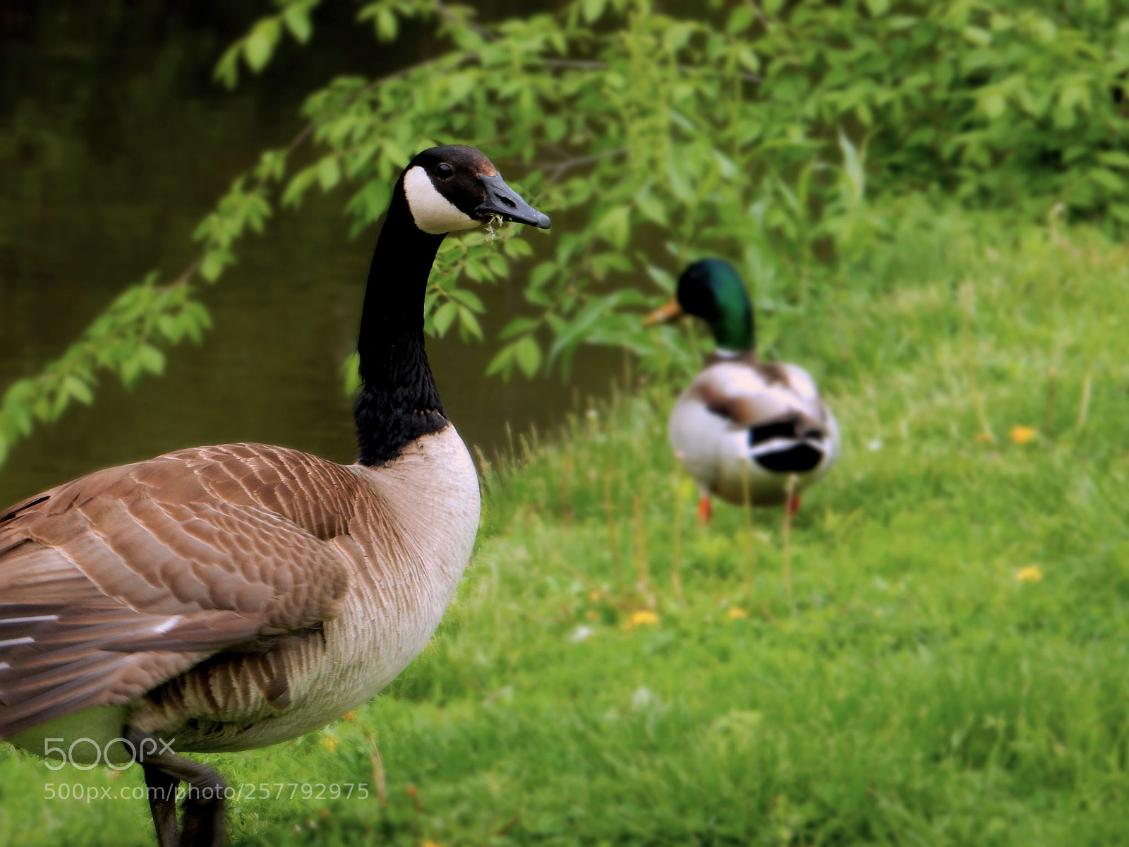 Nikon Coolpix S9900 sample photo. Goose in front, duck photography