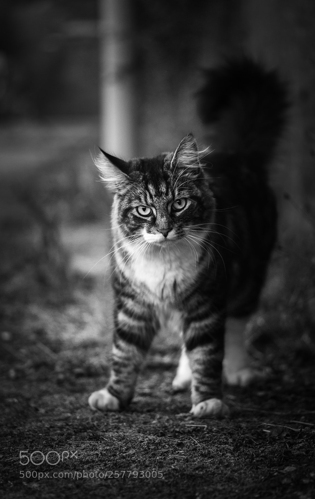 Sony a7 sample photo. Ok, i'll take it photography