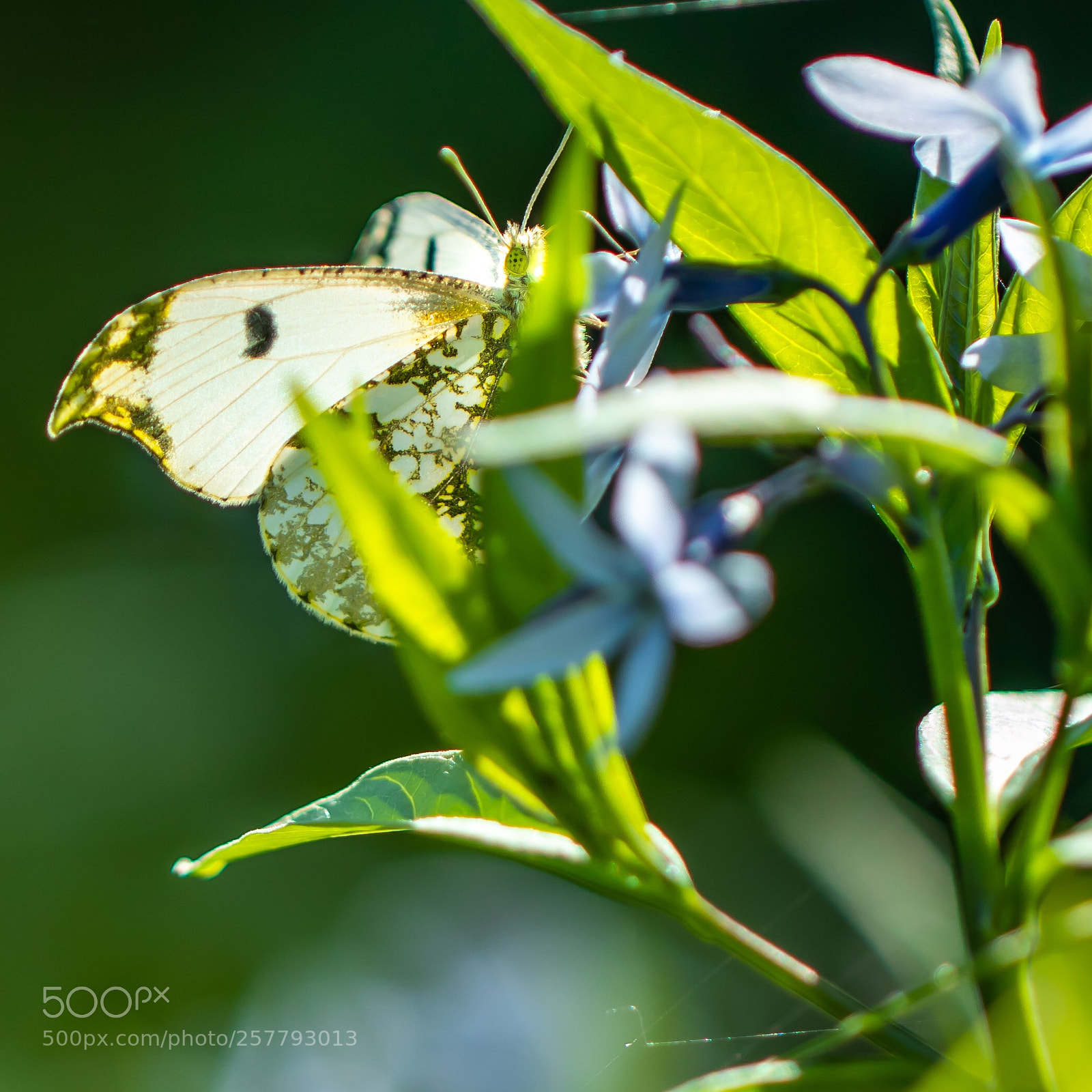 Canon EOS M5 sample photo. Butterfly (lunch time) photography