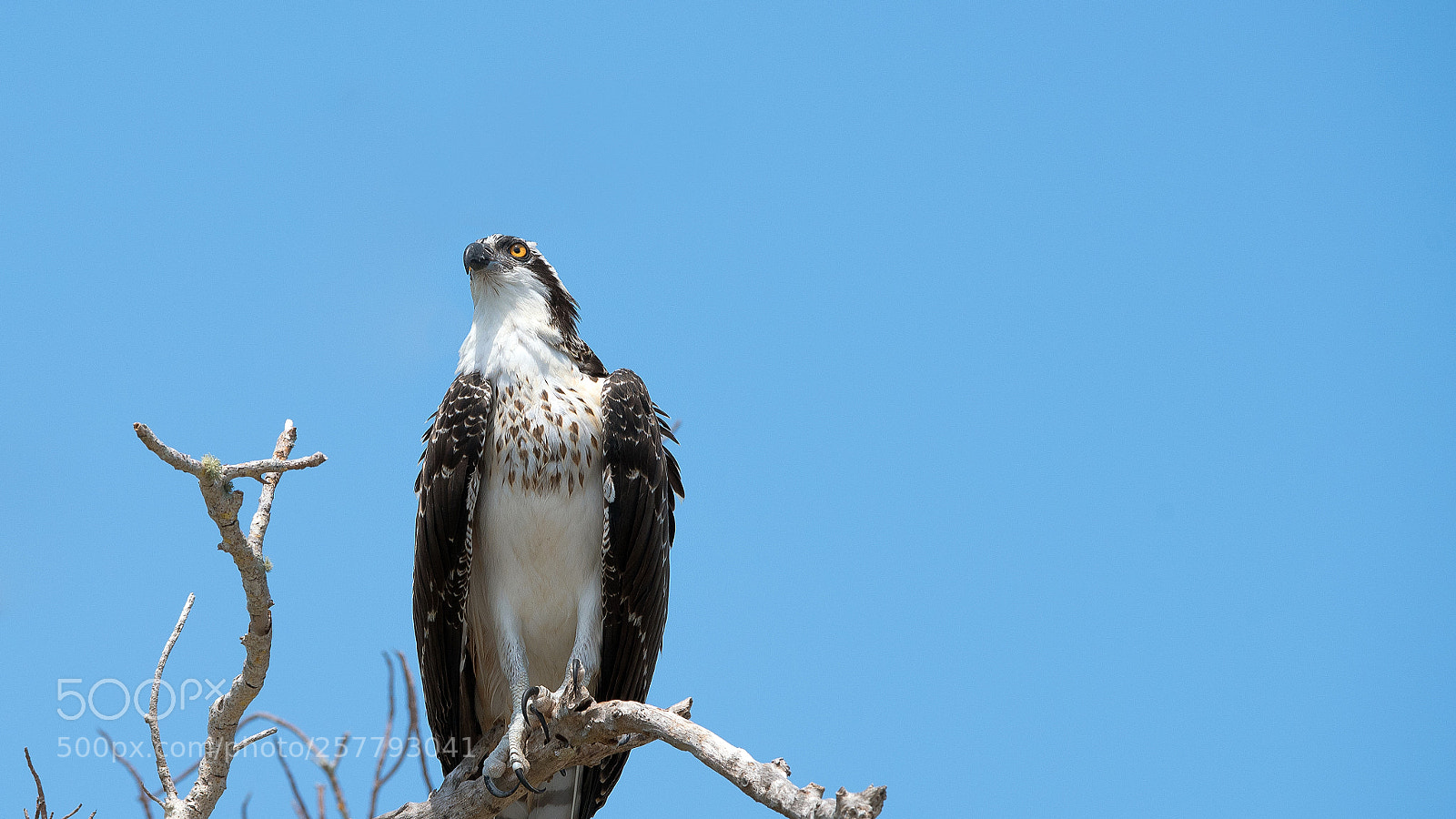 Nikon D750 sample photo. Osprey photography