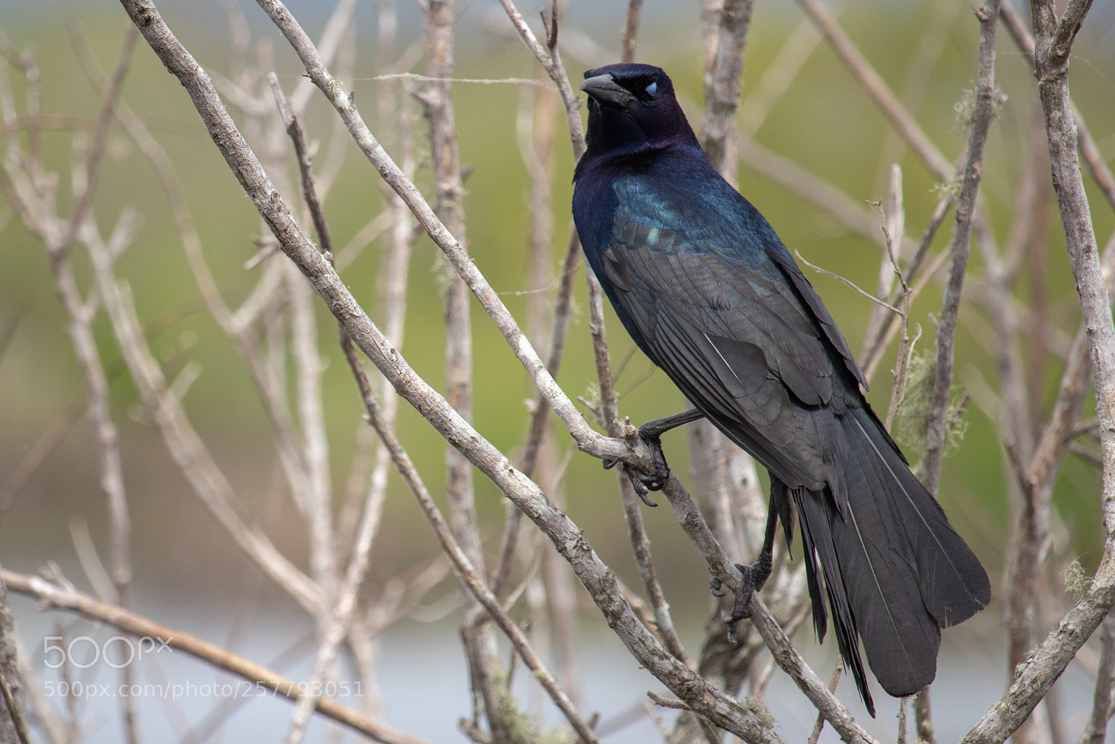 Canon EOS 77D (EOS 9000D / EOS 770D) sample photo. Black bird on the photography
