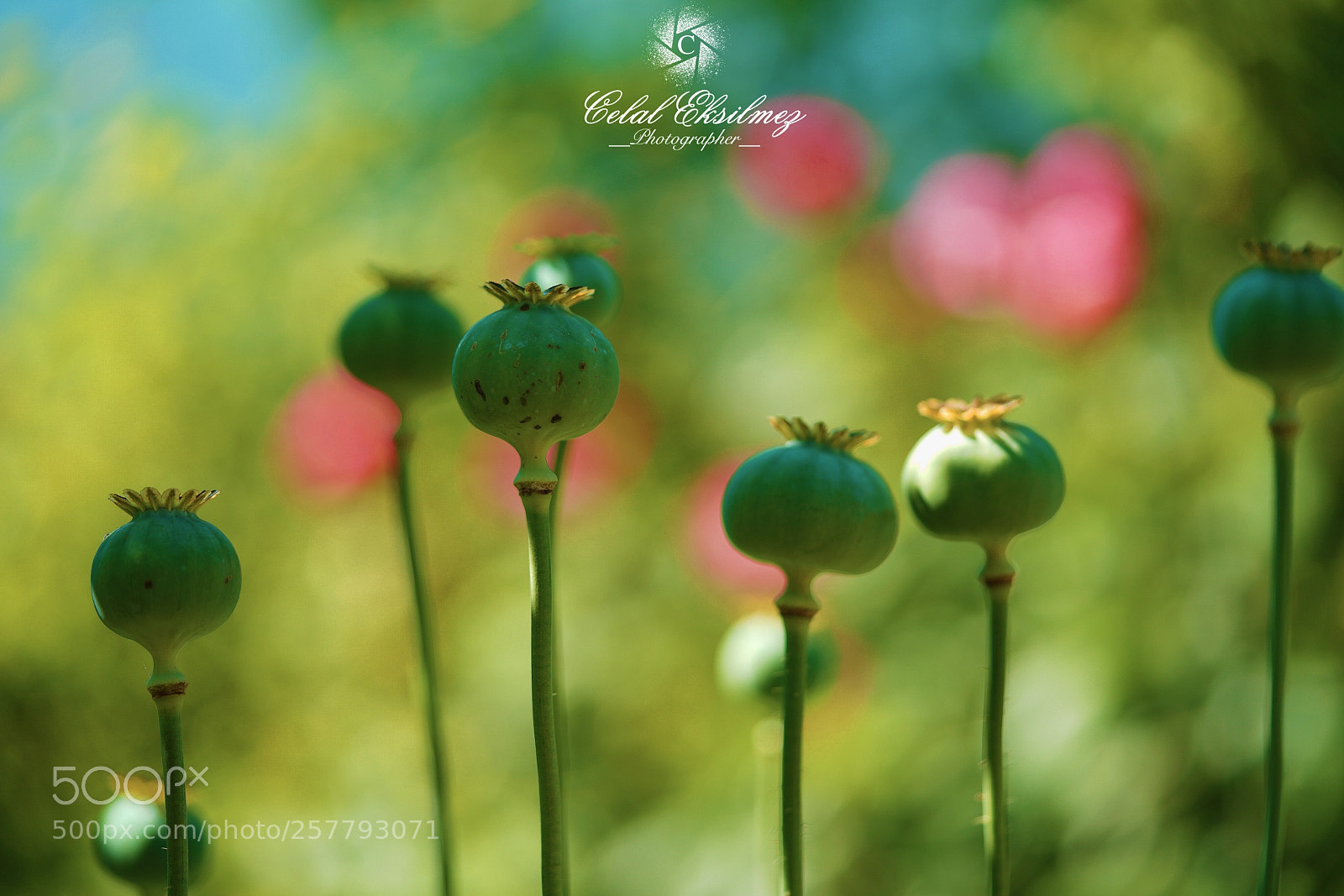 Sony a7R III sample photo. Poppy photography