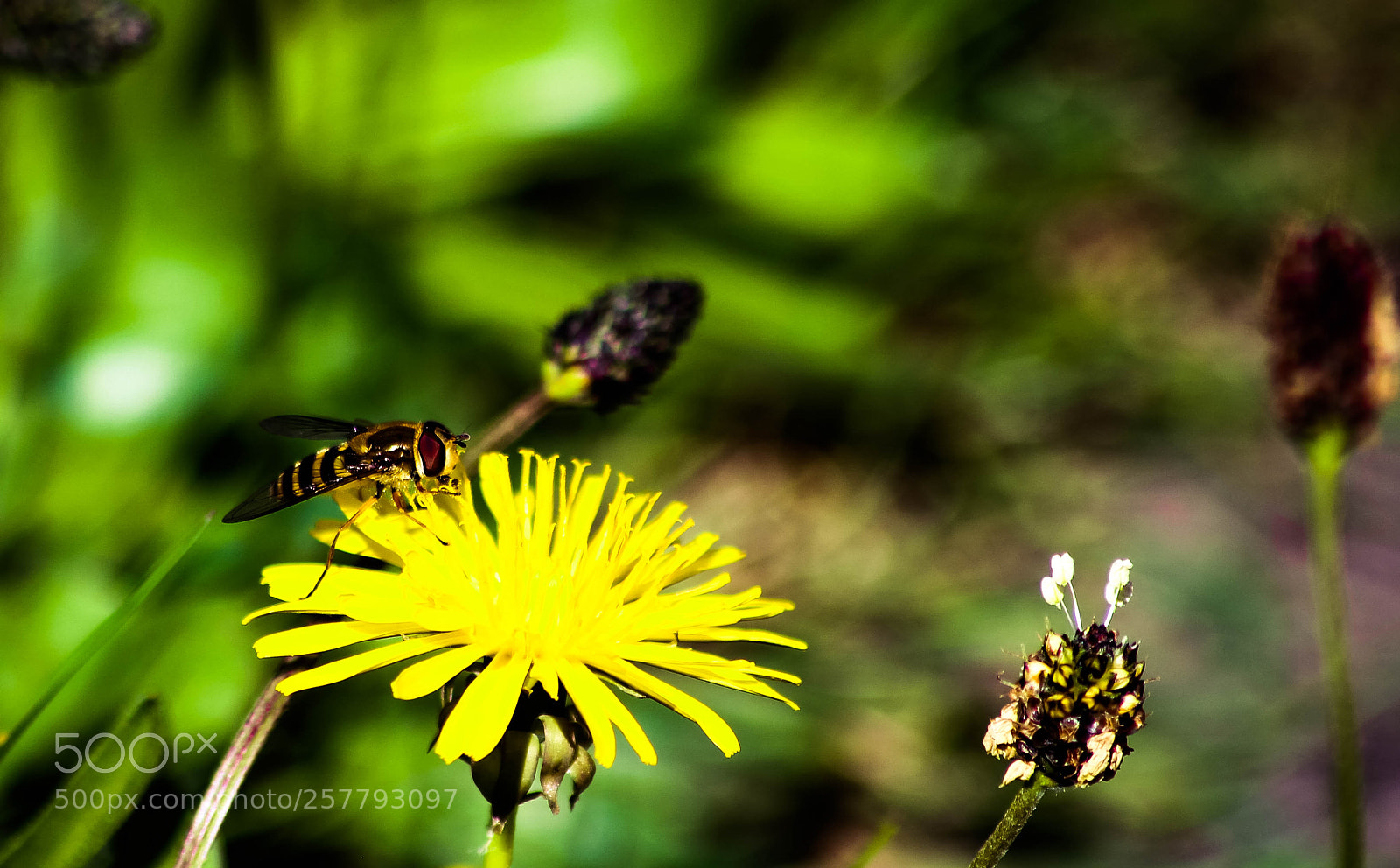 Canon EOS 700D (EOS Rebel T5i / EOS Kiss X7i) sample photo. Wasp on dandelion photography