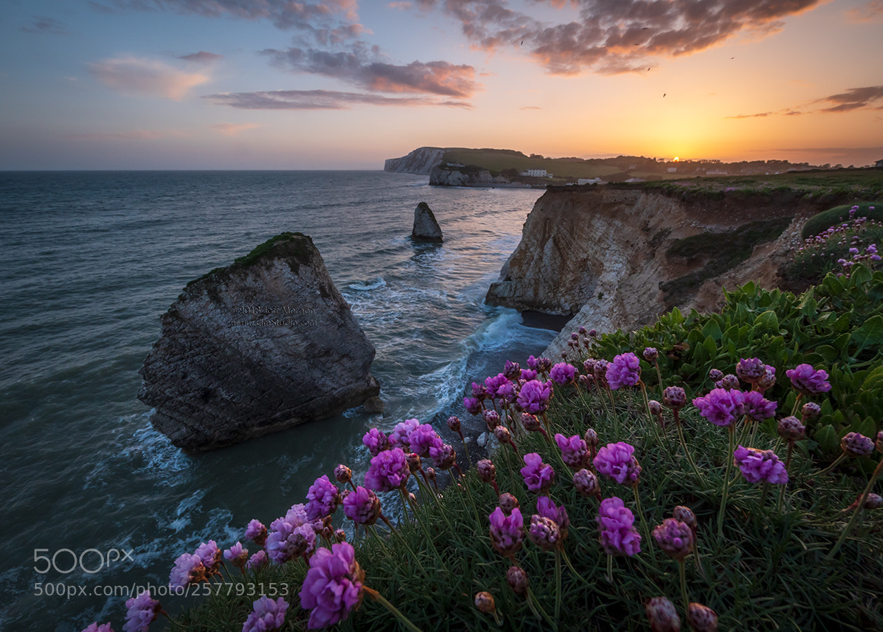 Panasonic Lumix DC-G9 sample photo. Wild sea thrift, freshwater photography