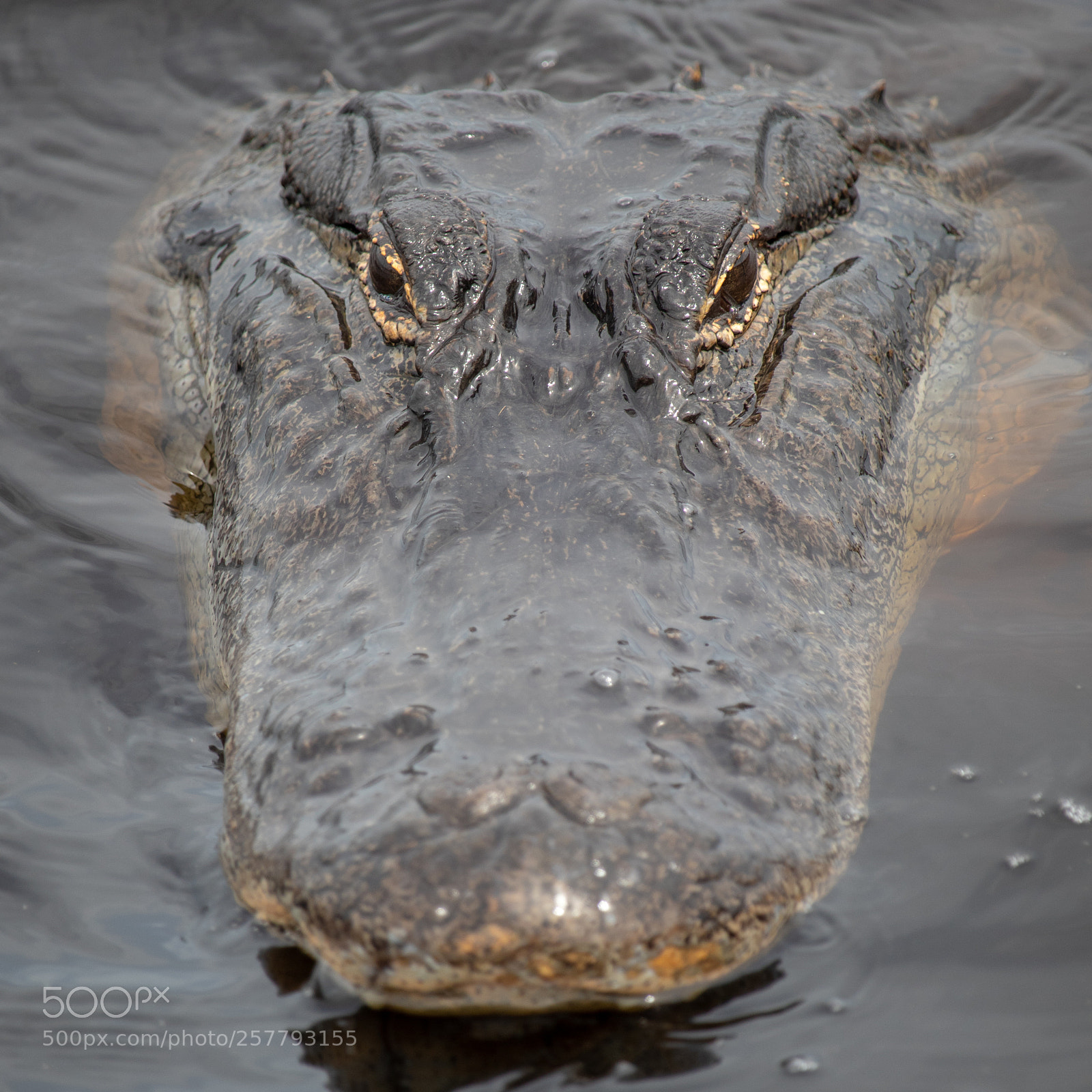 Canon EOS 77D (EOS 9000D / EOS 770D) sample photo. Menacing look photography