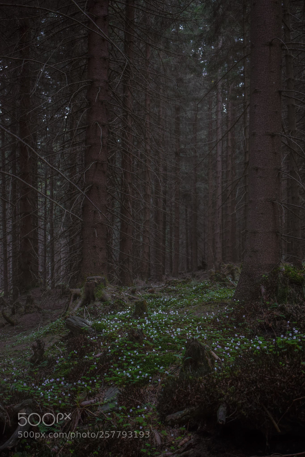 Nikon D3300 sample photo. Walking in the forest photography