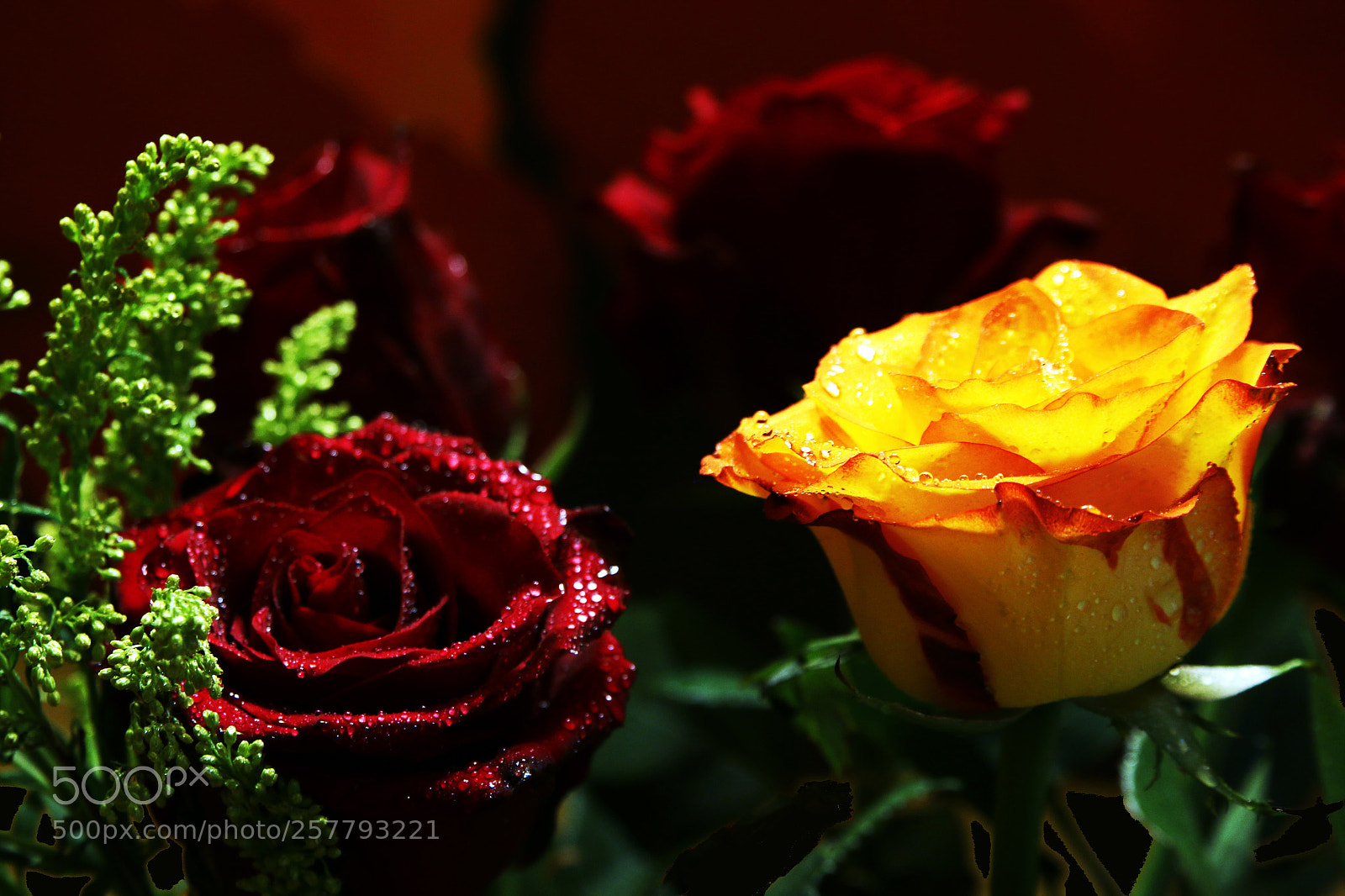 Canon EOS 70D sample photo. Roses are red yellow photography