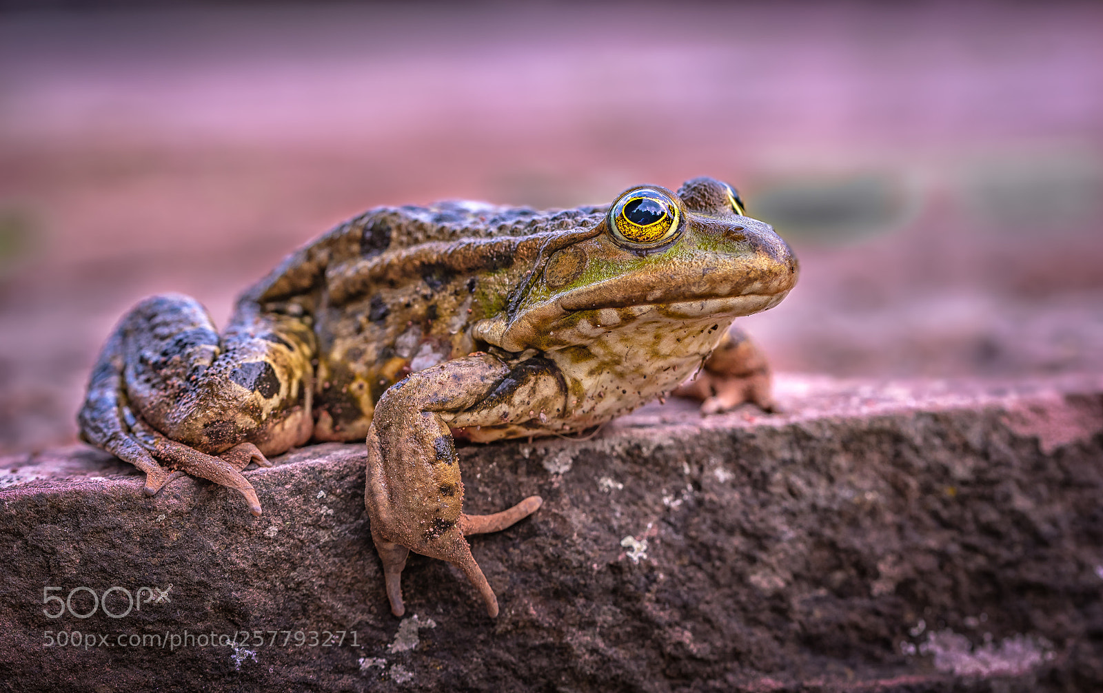 Nikon D750 sample photo. Frog 5 photography