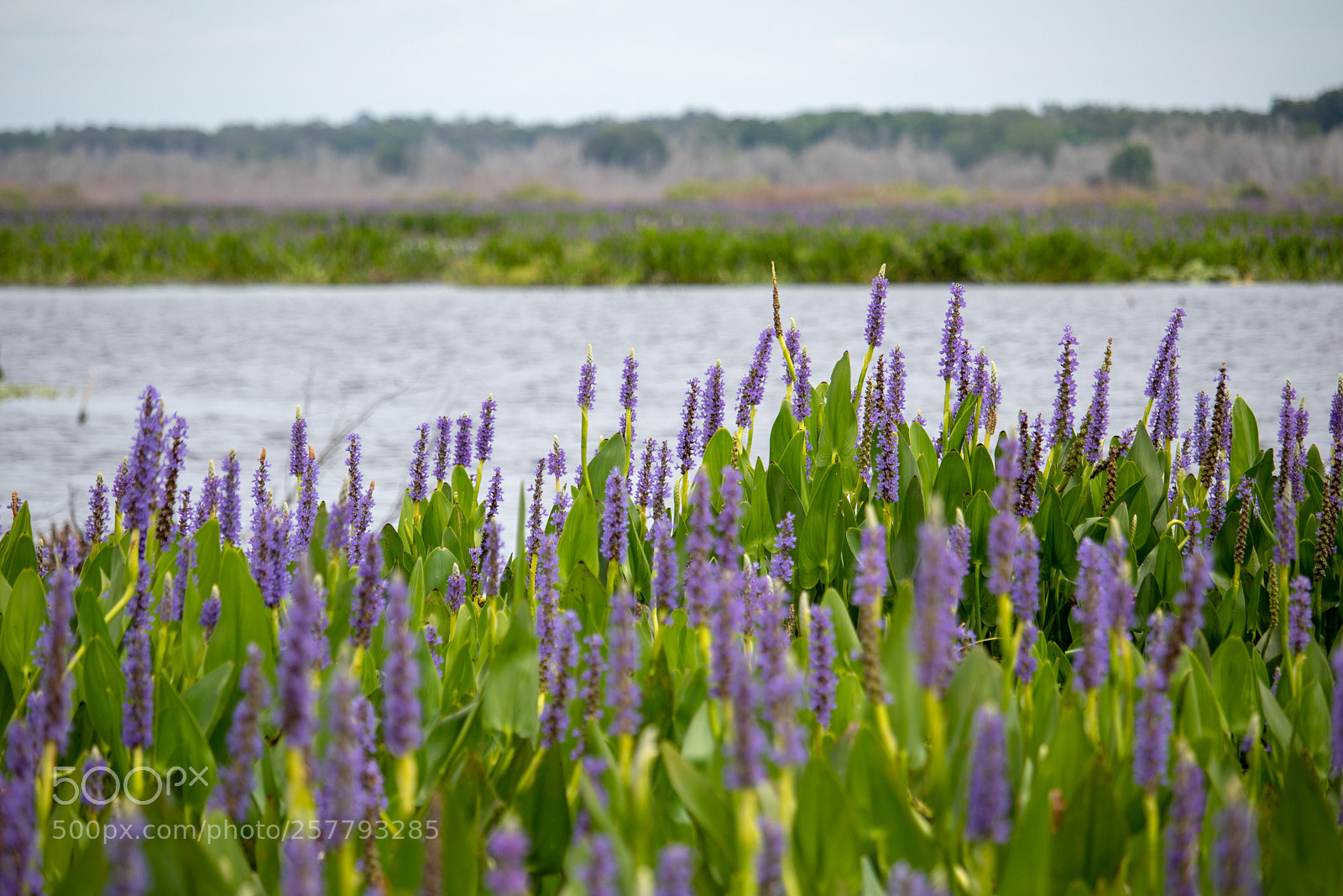 Canon EOS 77D (EOS 9000D / EOS 770D) sample photo. Flowers at the prairie photography