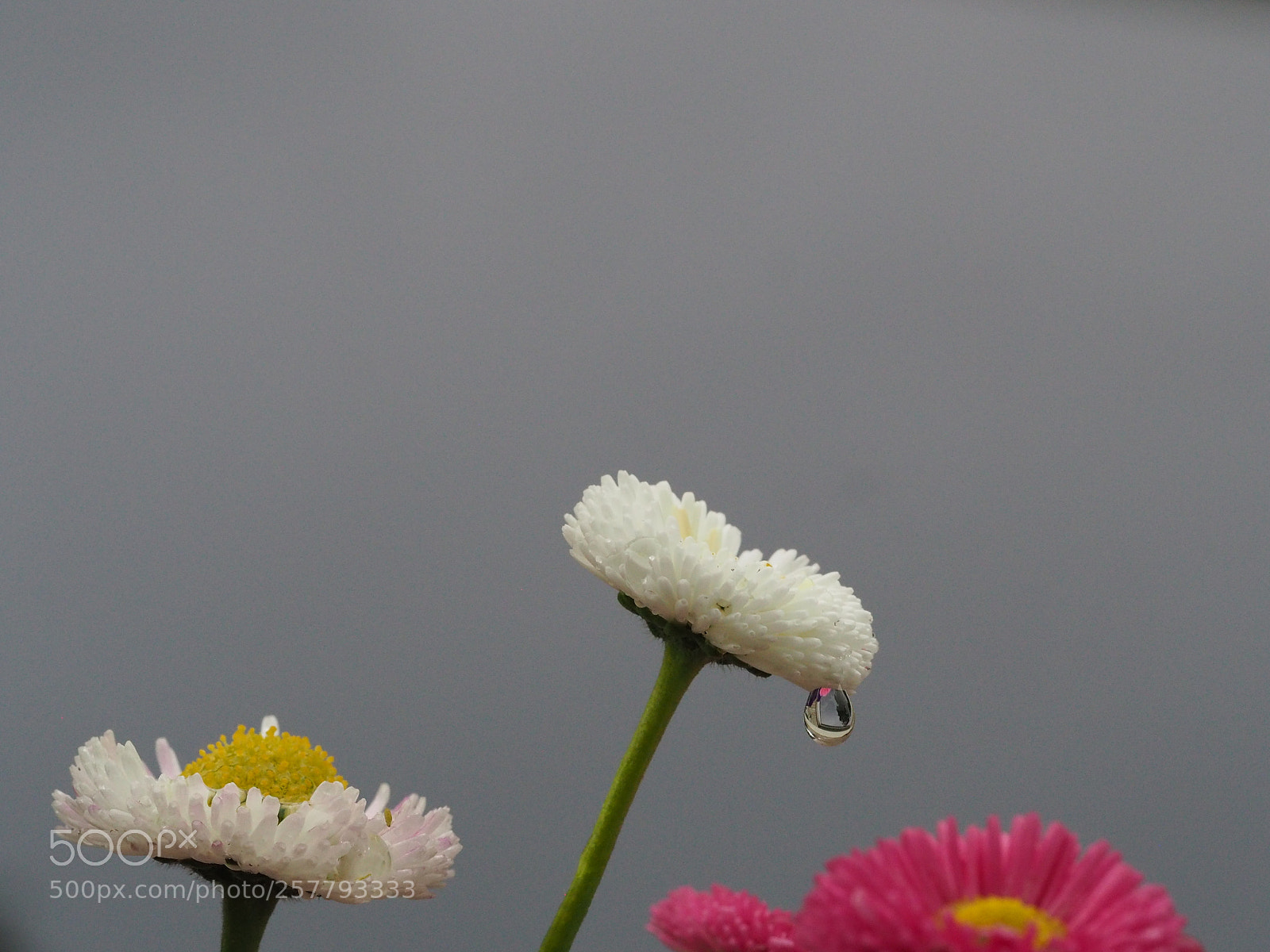 Olympus OM-D E-M5 II sample photo. After the rain photography