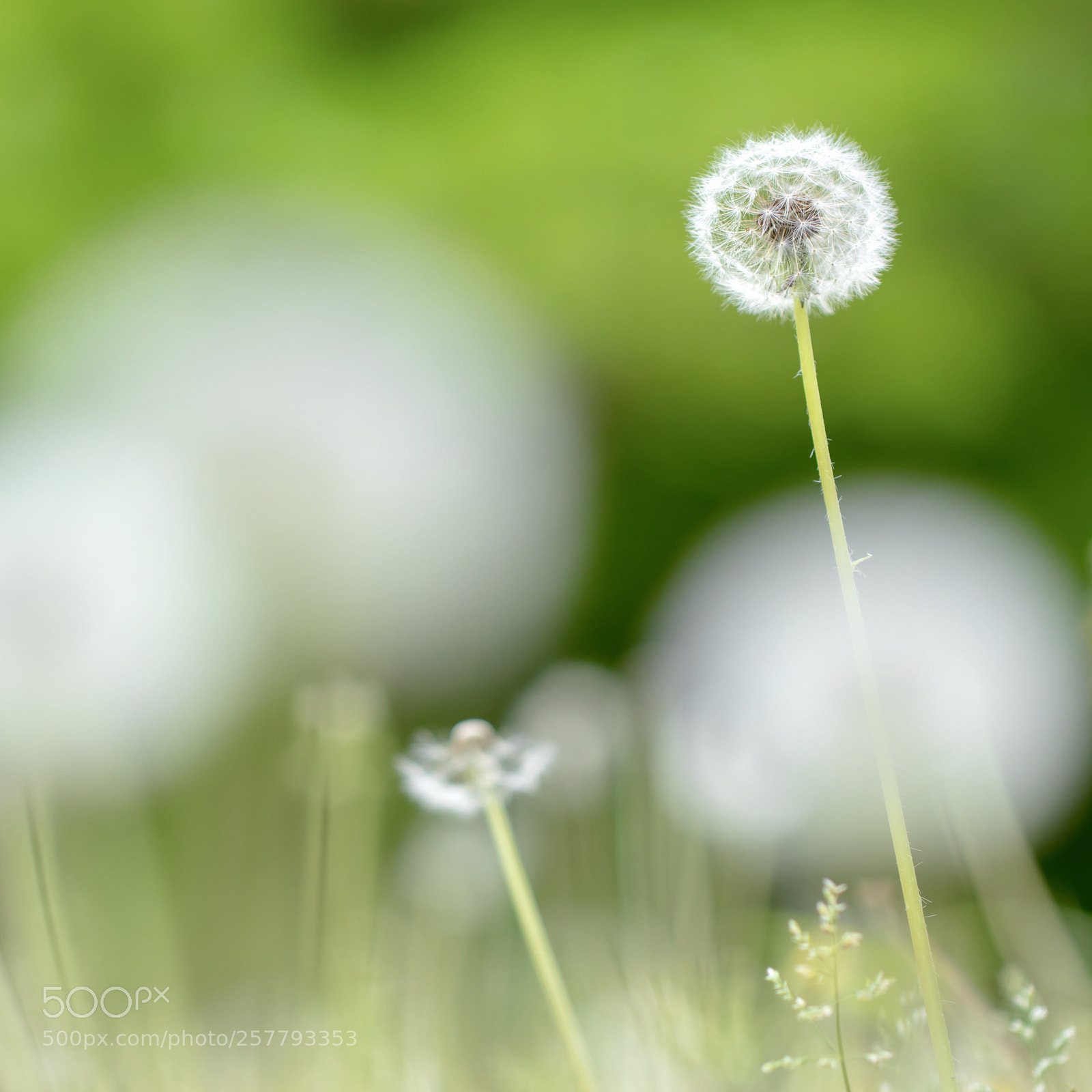 Canon EOS M5 sample photo. Dandelion♪ photography