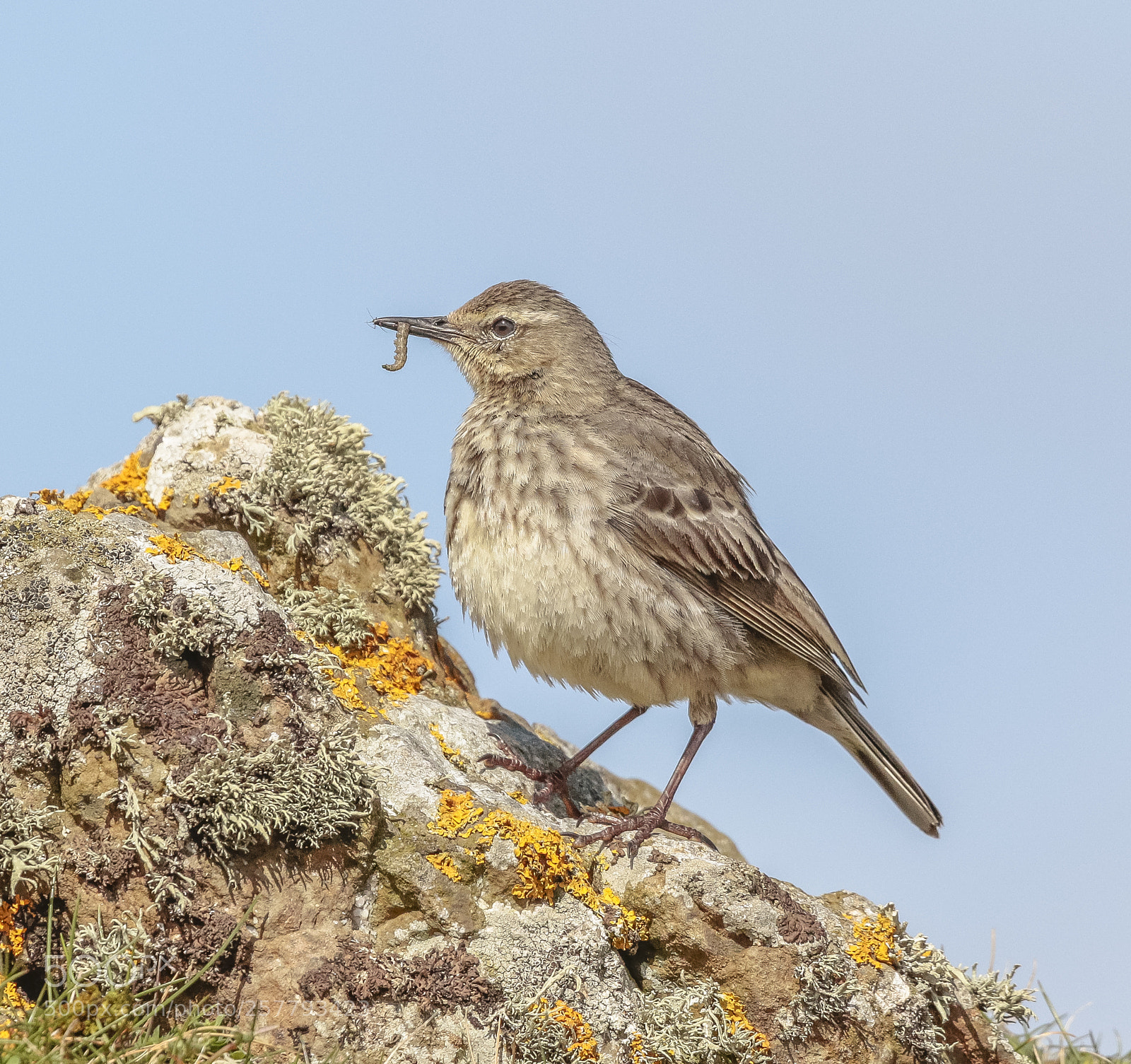 Canon EOS 7D Mark II sample photo. Rock pipet photography