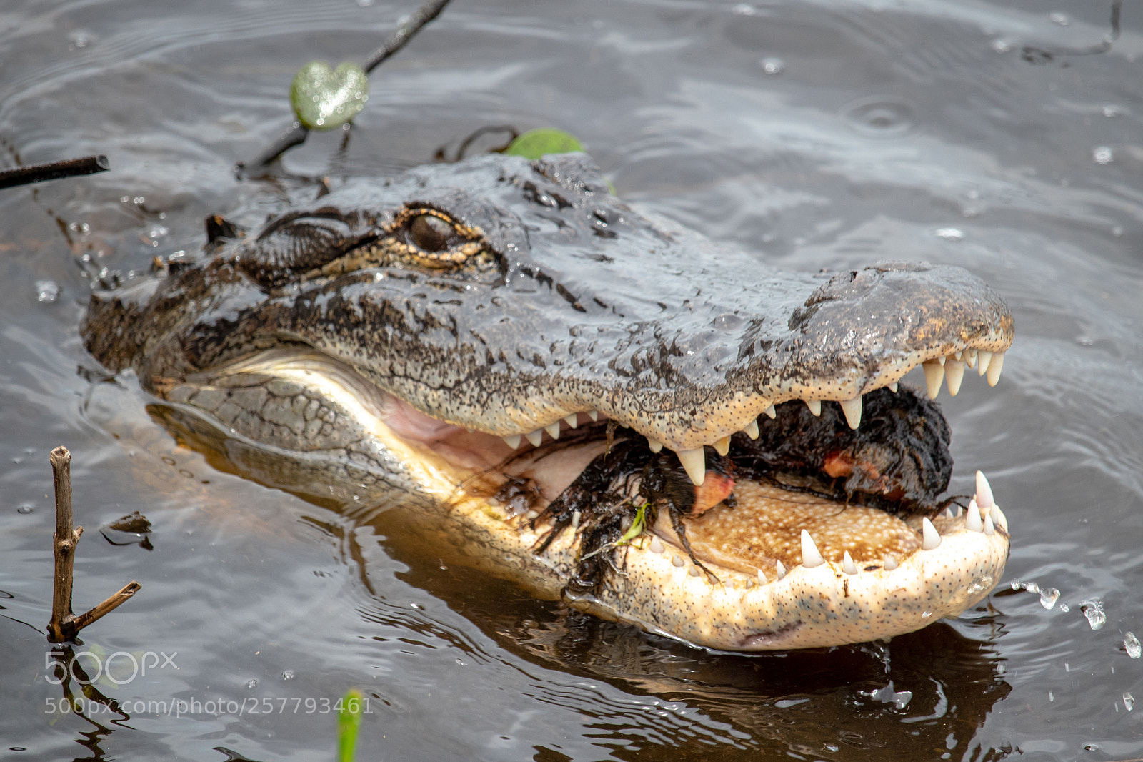 Canon EOS 77D (EOS 9000D / EOS 770D) sample photo. Chomp chomp photography