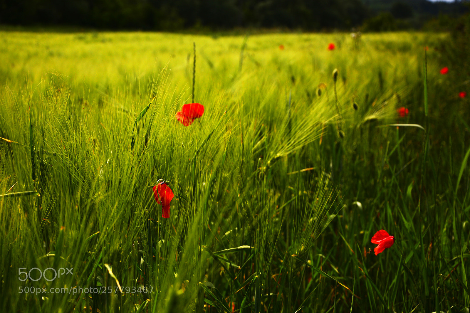 Nikon D7100 sample photo. Poppies field photography