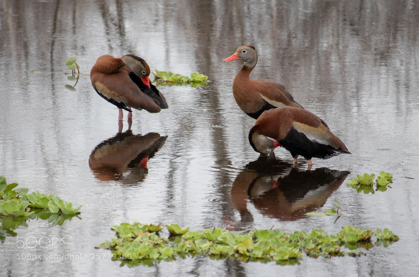 Canon EOS 77D (EOS 9000D / EOS 770D) sample photo. Birds on the prairie photography