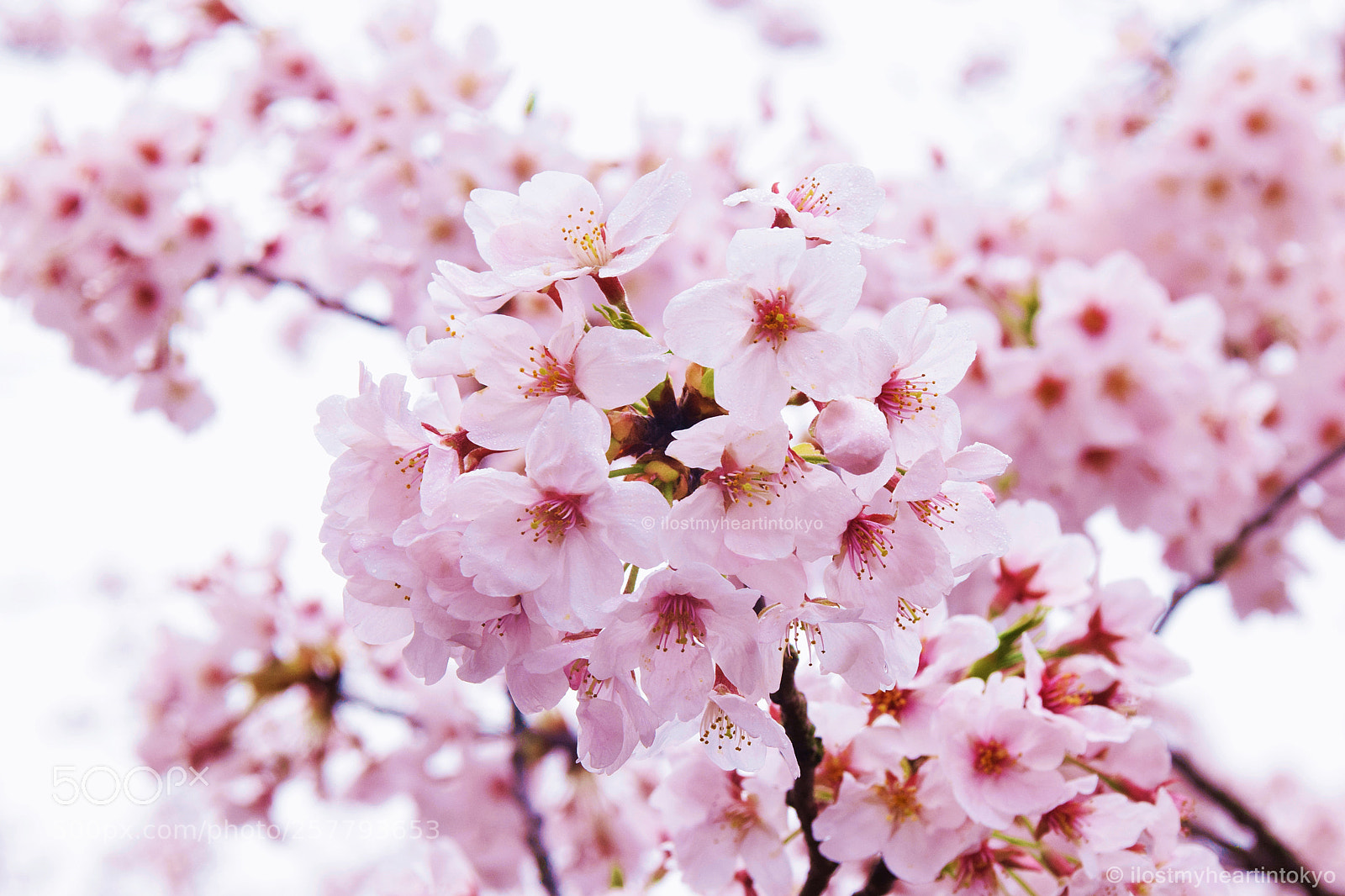 Nikon D3300 sample photo. Sakura photography
