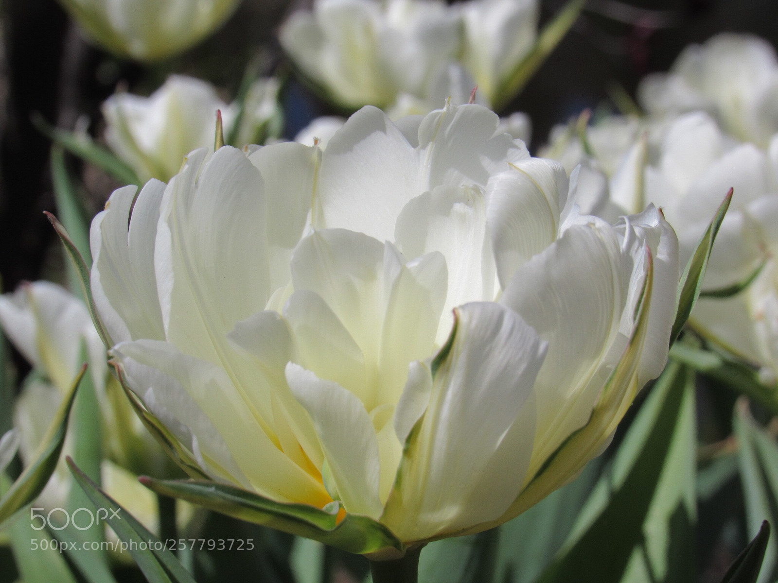 Canon PowerShot SX530 HS sample photo. Tulip photography