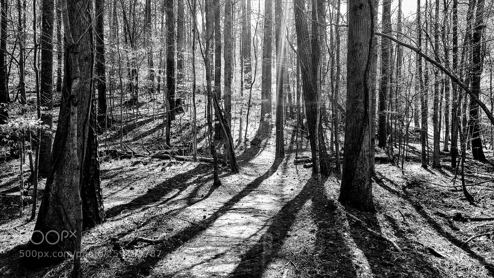 Samsung Galaxy Note5 sample photo. Old woods photography