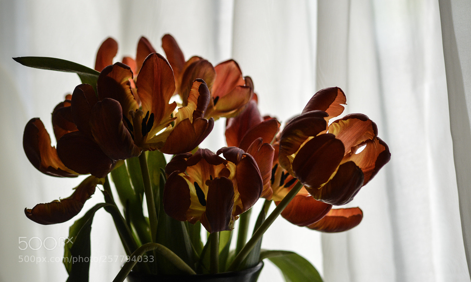 Nikon D3200 sample photo. Fading tulips photography
