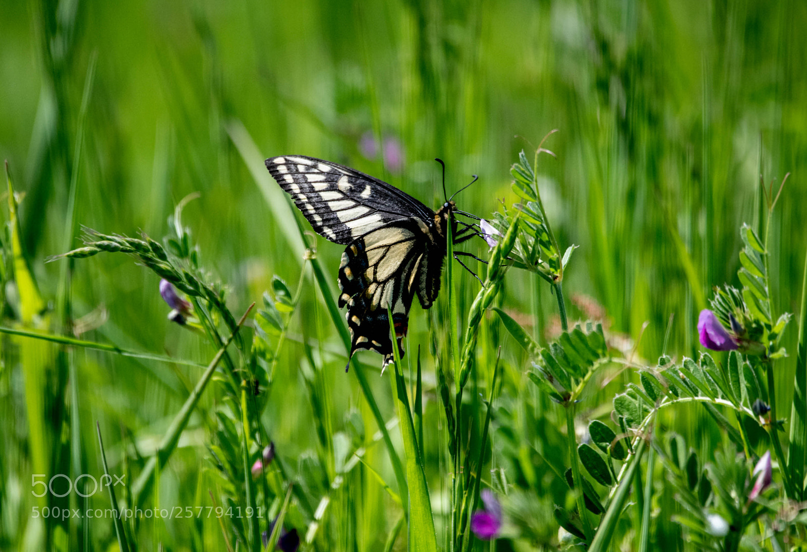 Nikon D750 sample photo. Butterfly photography