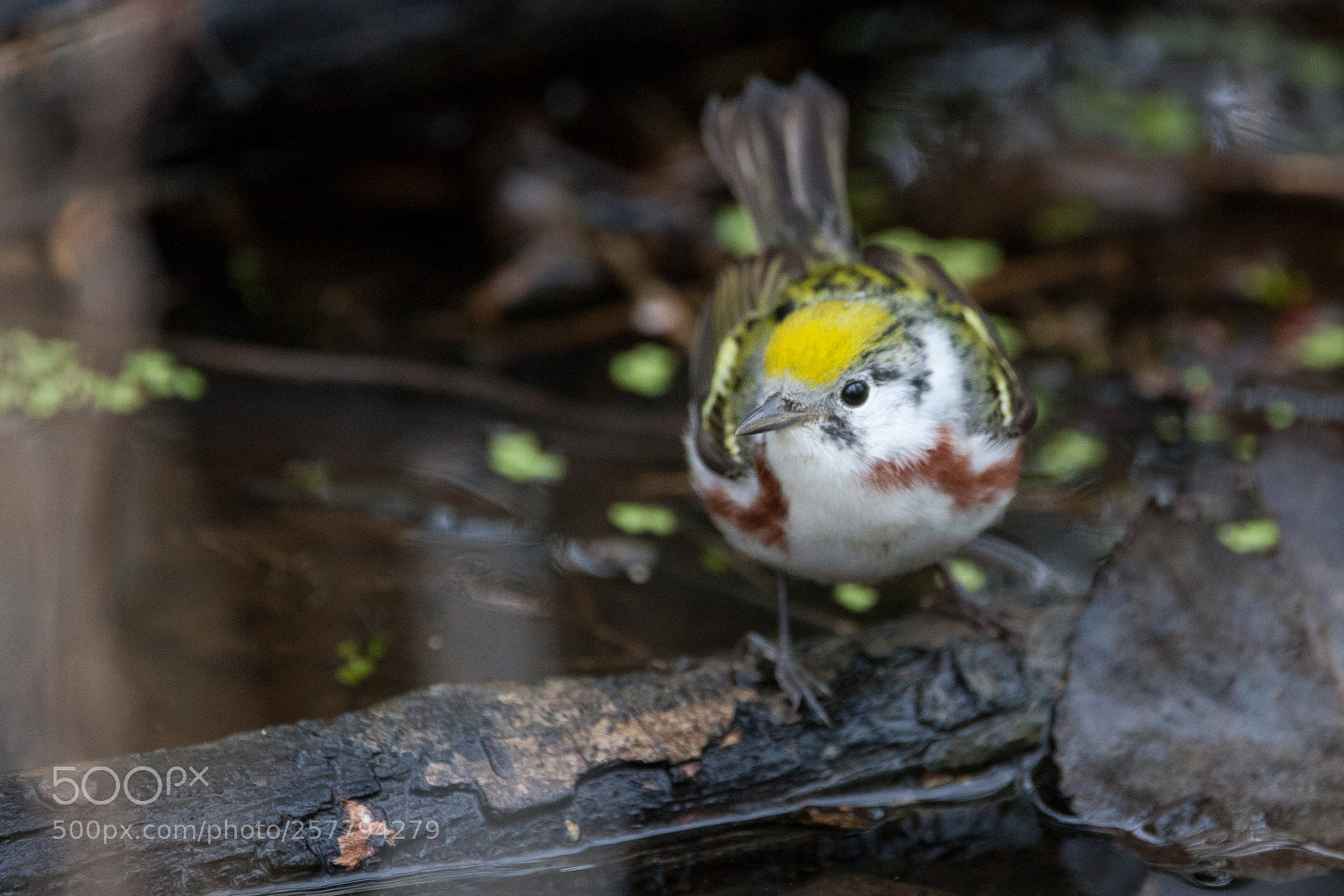 Canon EOS 5D Mark II sample photo. Chestnut-sided warbler photography