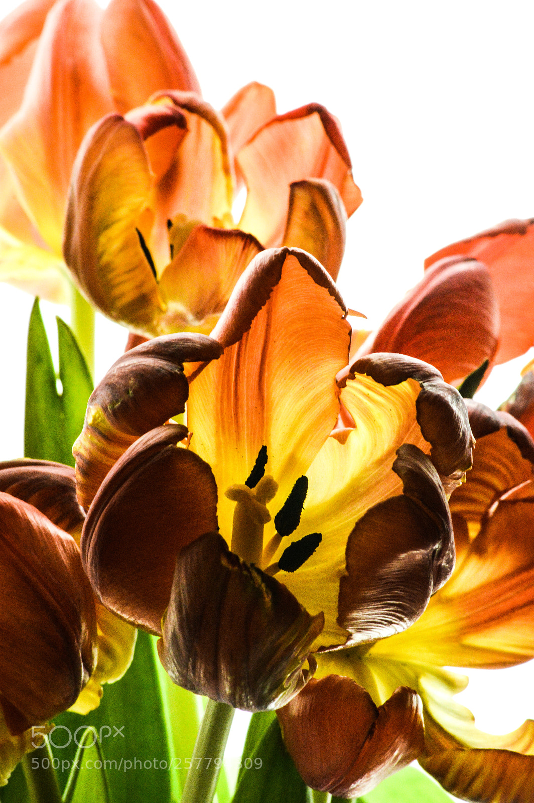 Nikon D3200 sample photo. Fading tulips photography