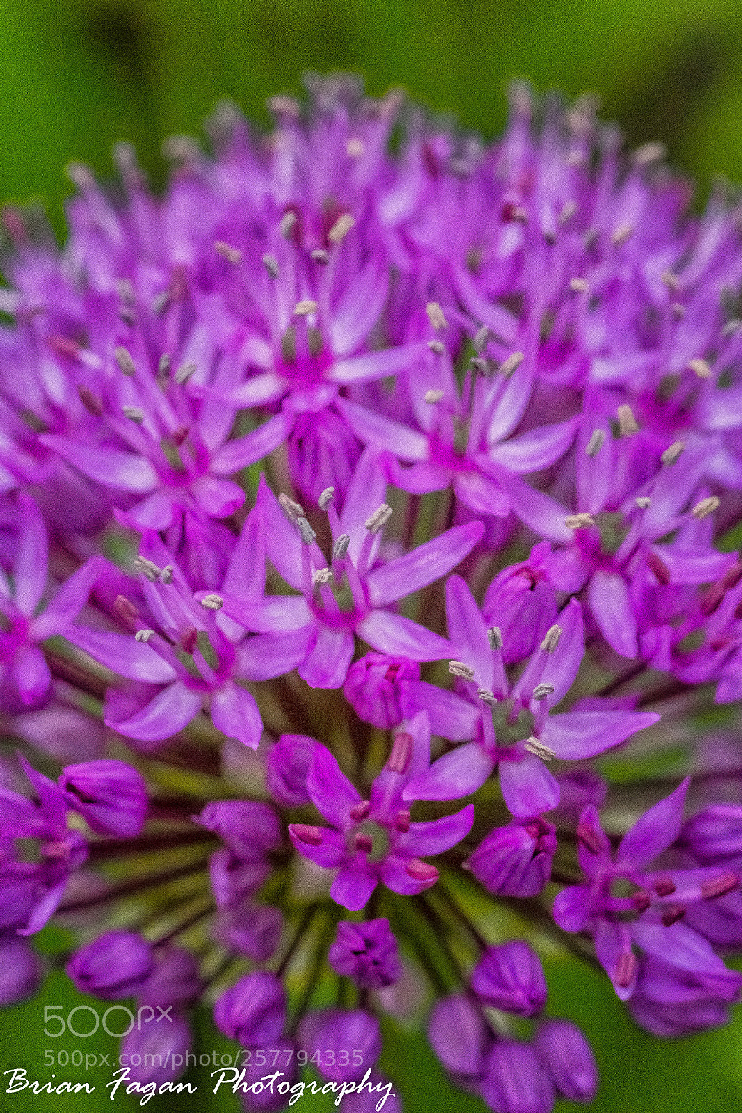 Canon EOS 6D sample photo. Allium photography