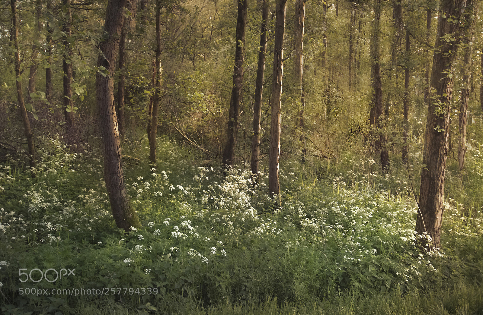 Nikon D5100 sample photo. Spring in the woods ! photography